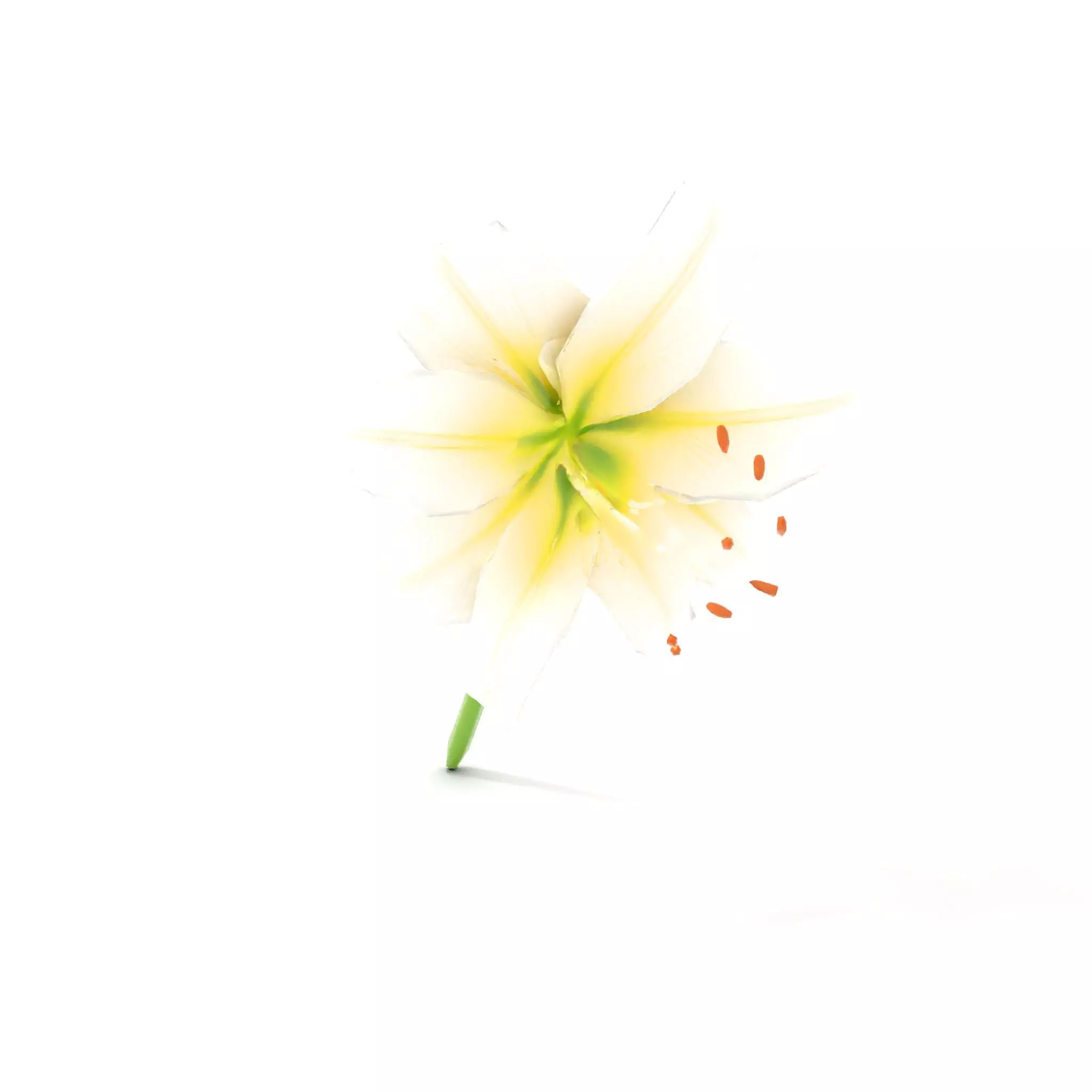 Elegant White Lily model pack Low-poly 3D model_16