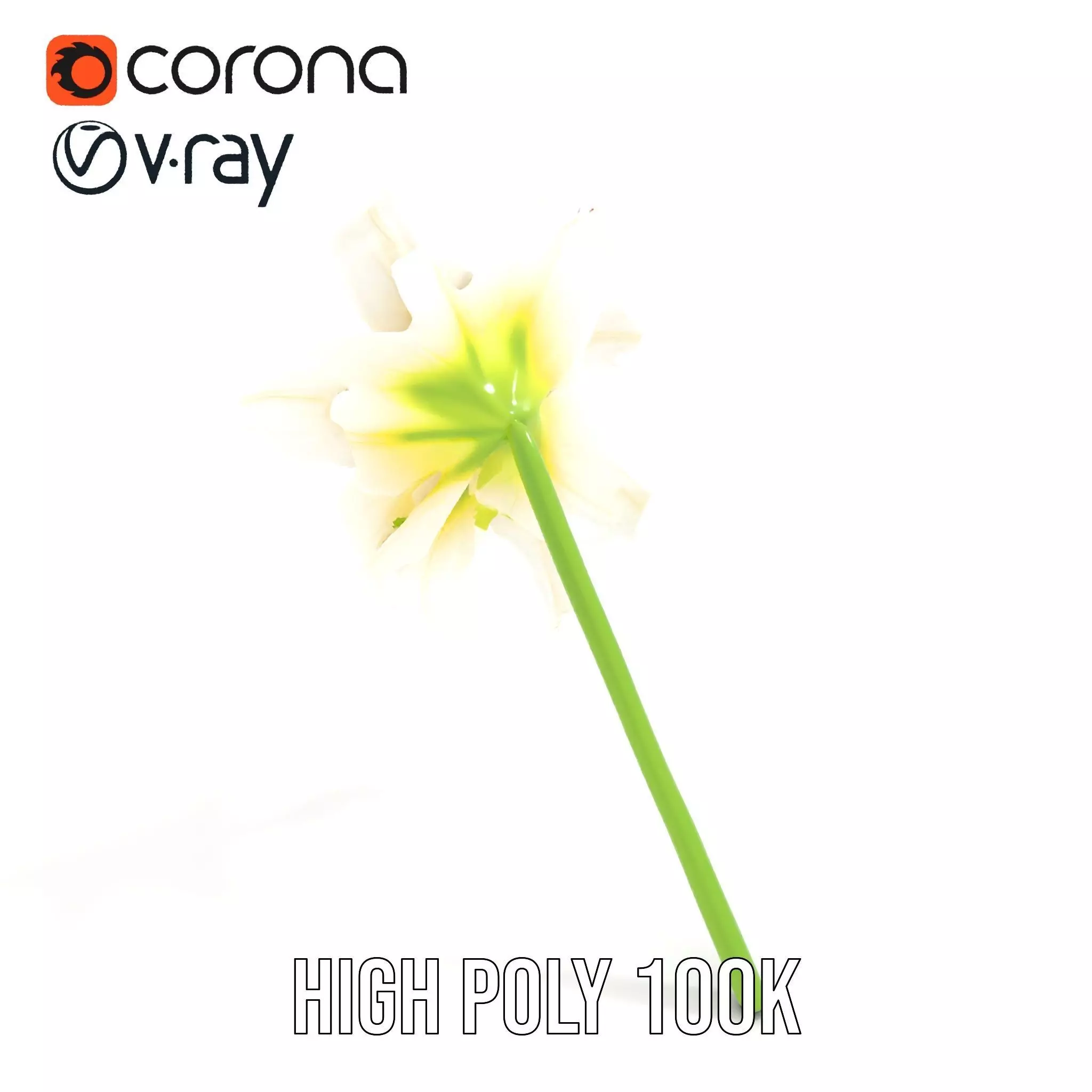 Elegant White Lily model pack Low-poly 3D model_14