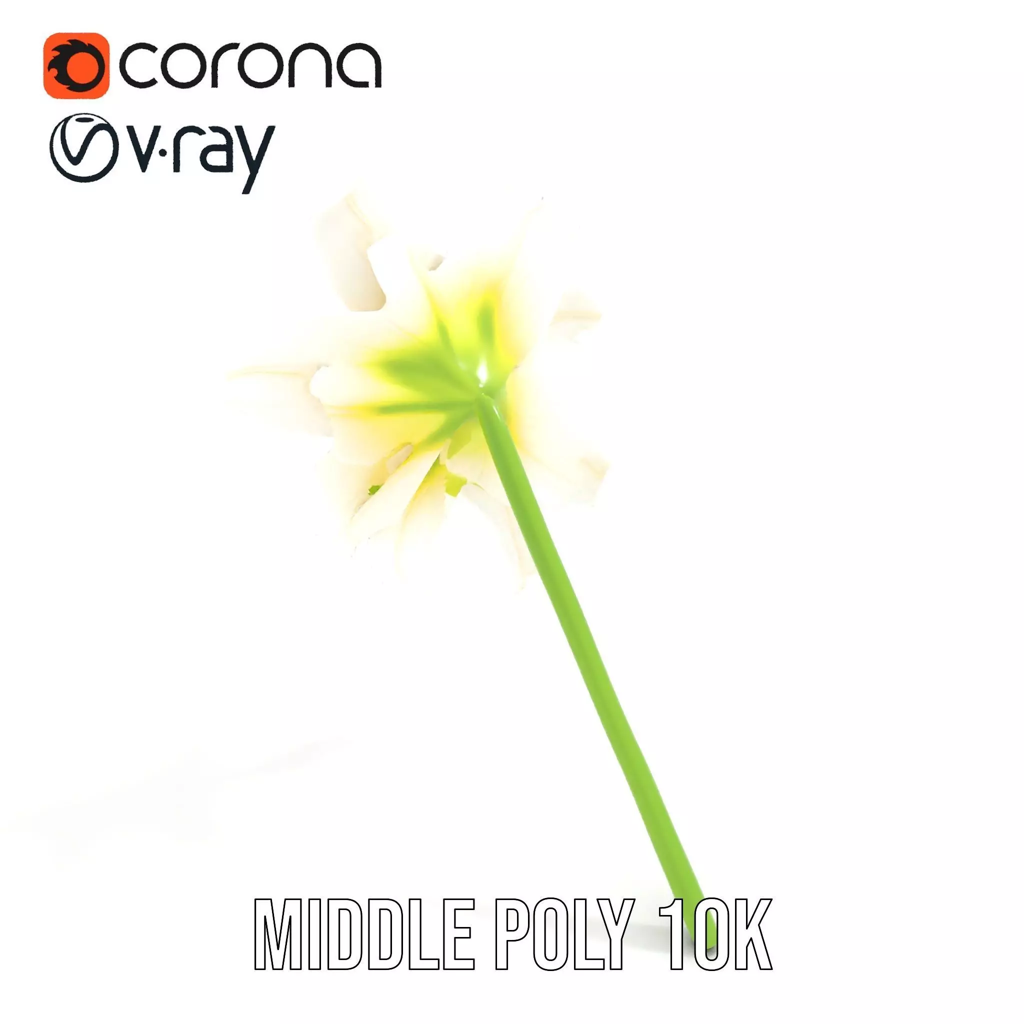 Elegant White Lily model pack Low-poly 3D model_6