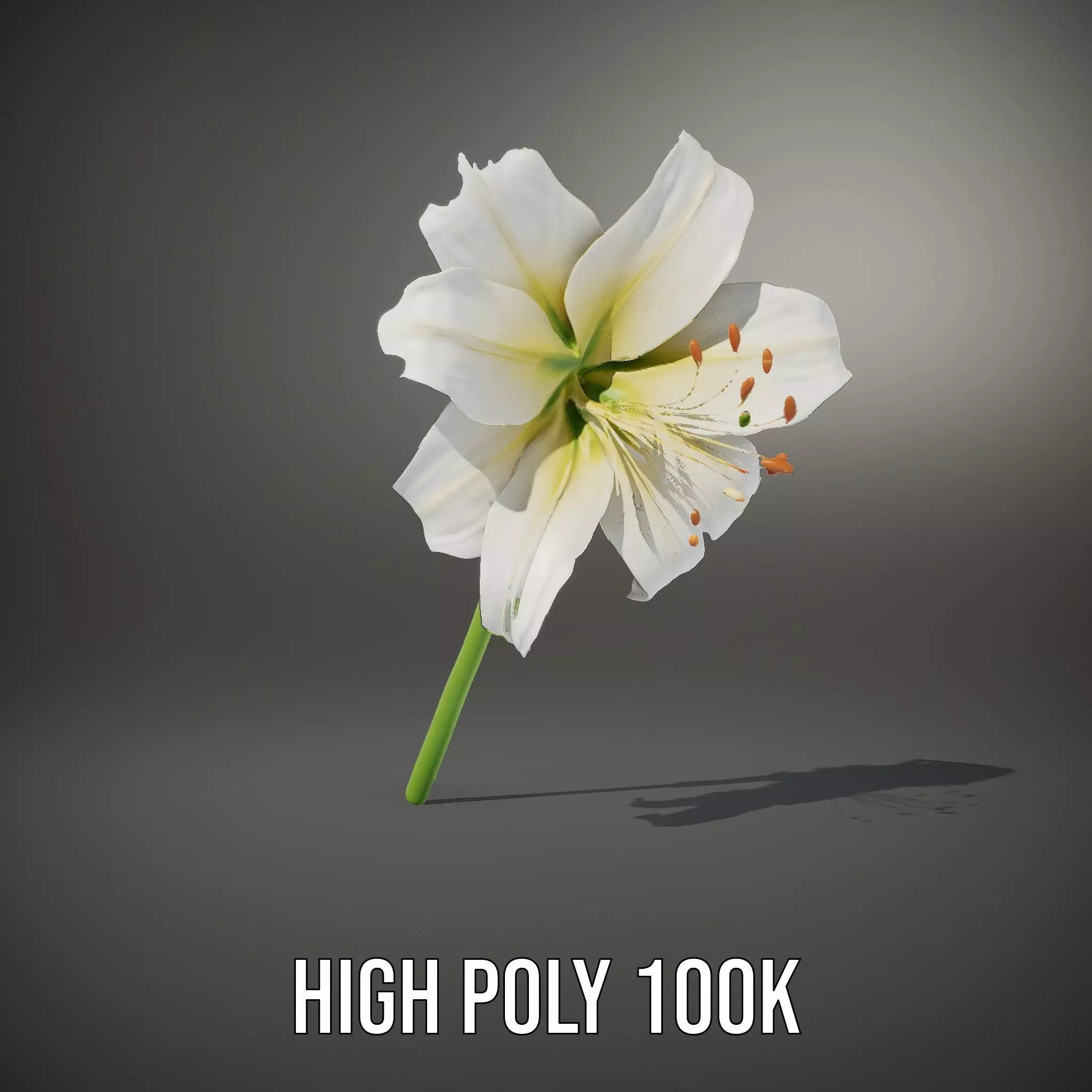 Elegant White Lily model pack Low-poly 3D model_9