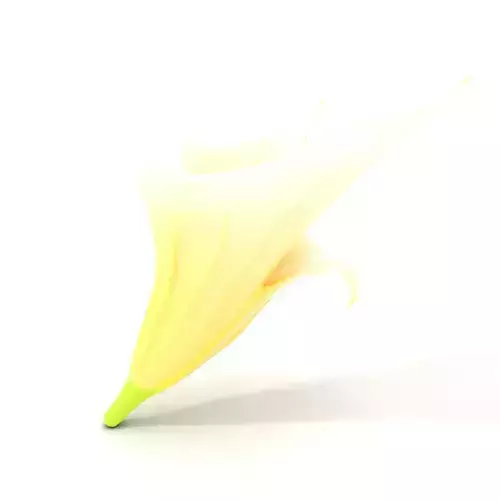 Elegant Lily Flower model pack