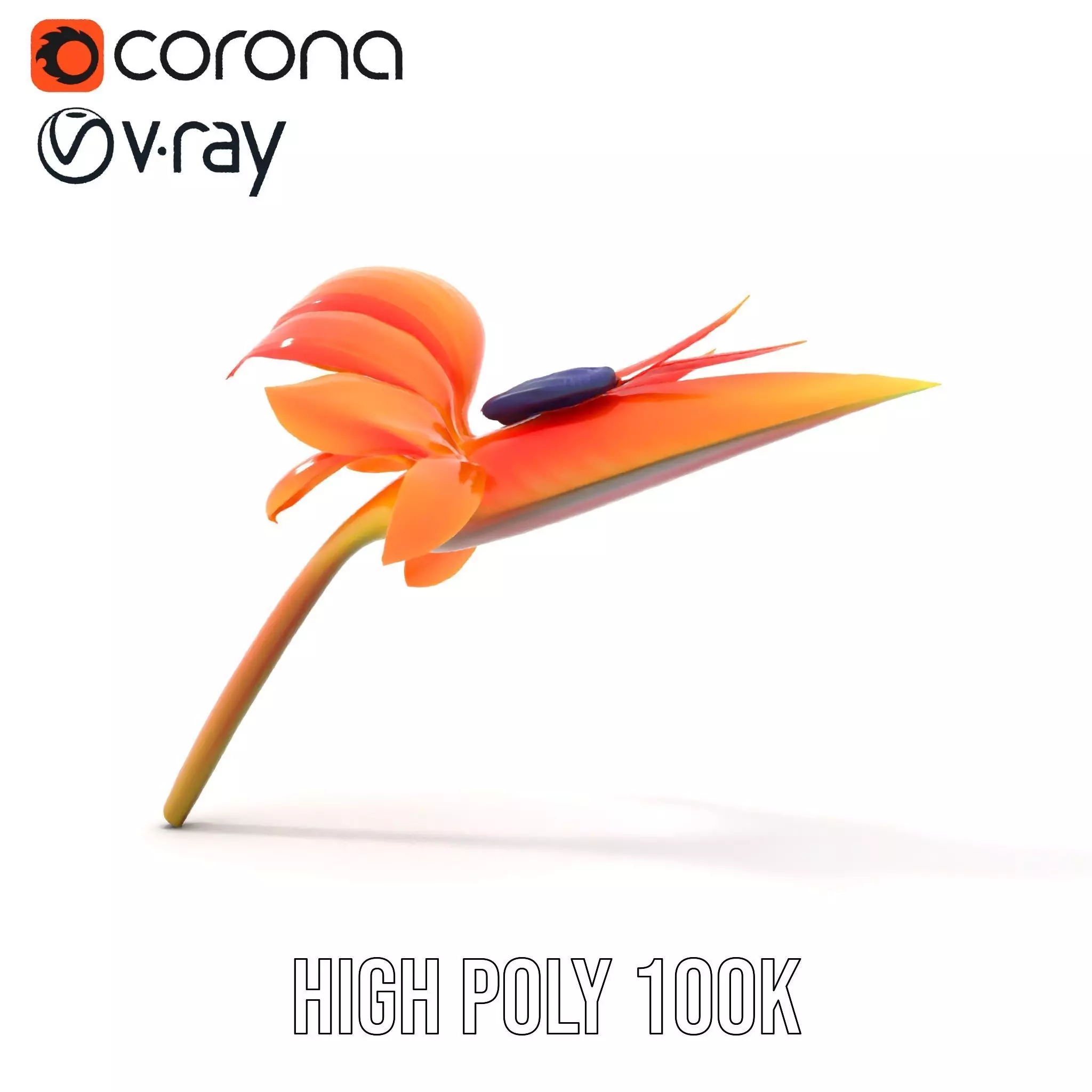 Vibrant Bird of Paradise model pack Low-poly 3D model_24