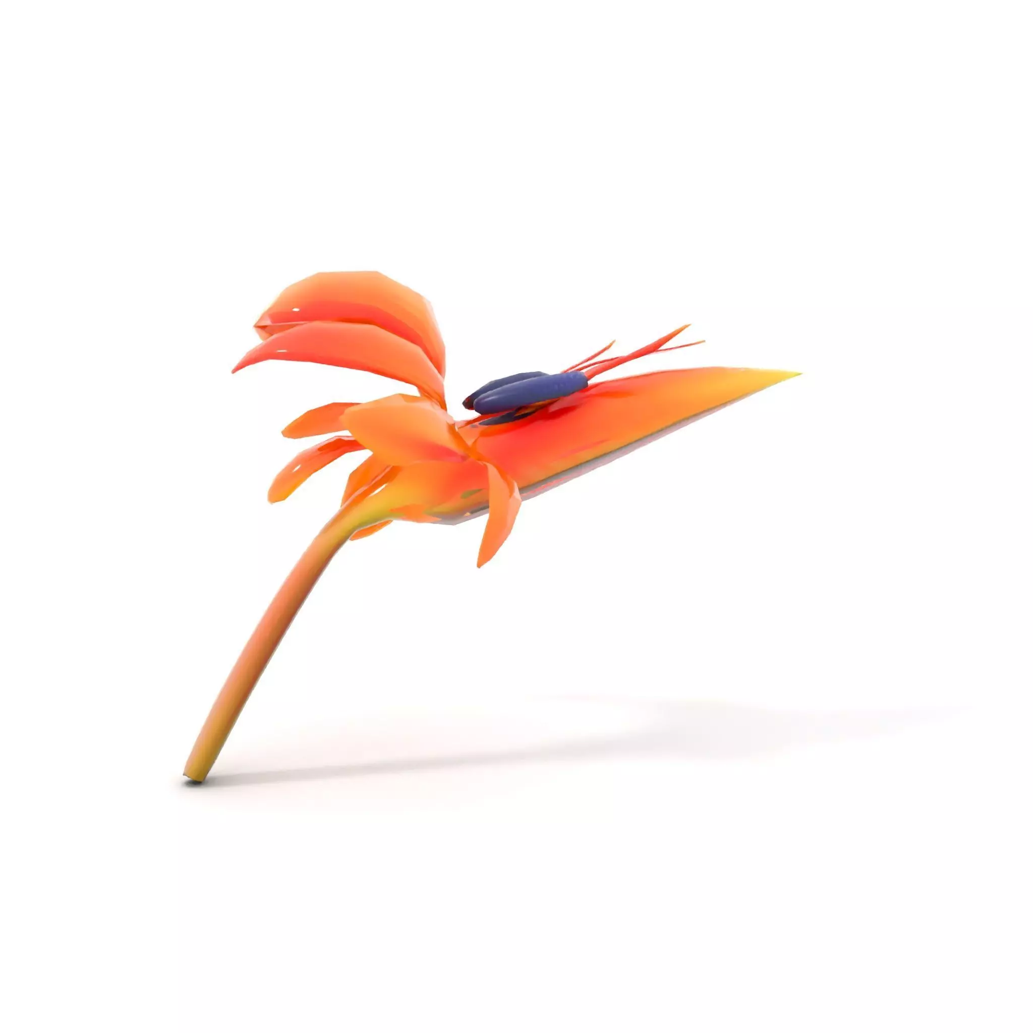 Vibrant Bird of Paradise model pack Low-poly 3D model_17