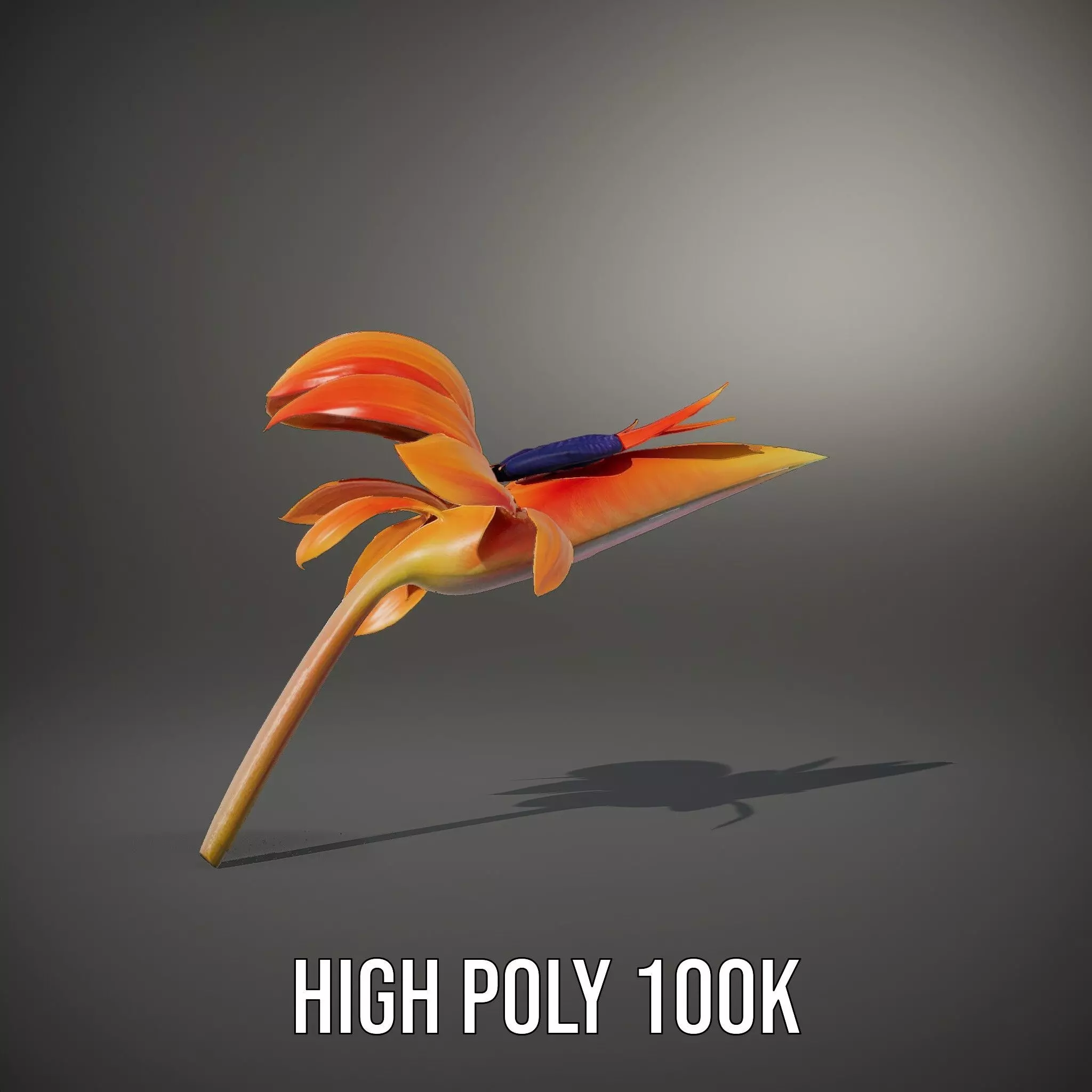 Vibrant Bird of Paradise model pack Low-poly 3D model_9