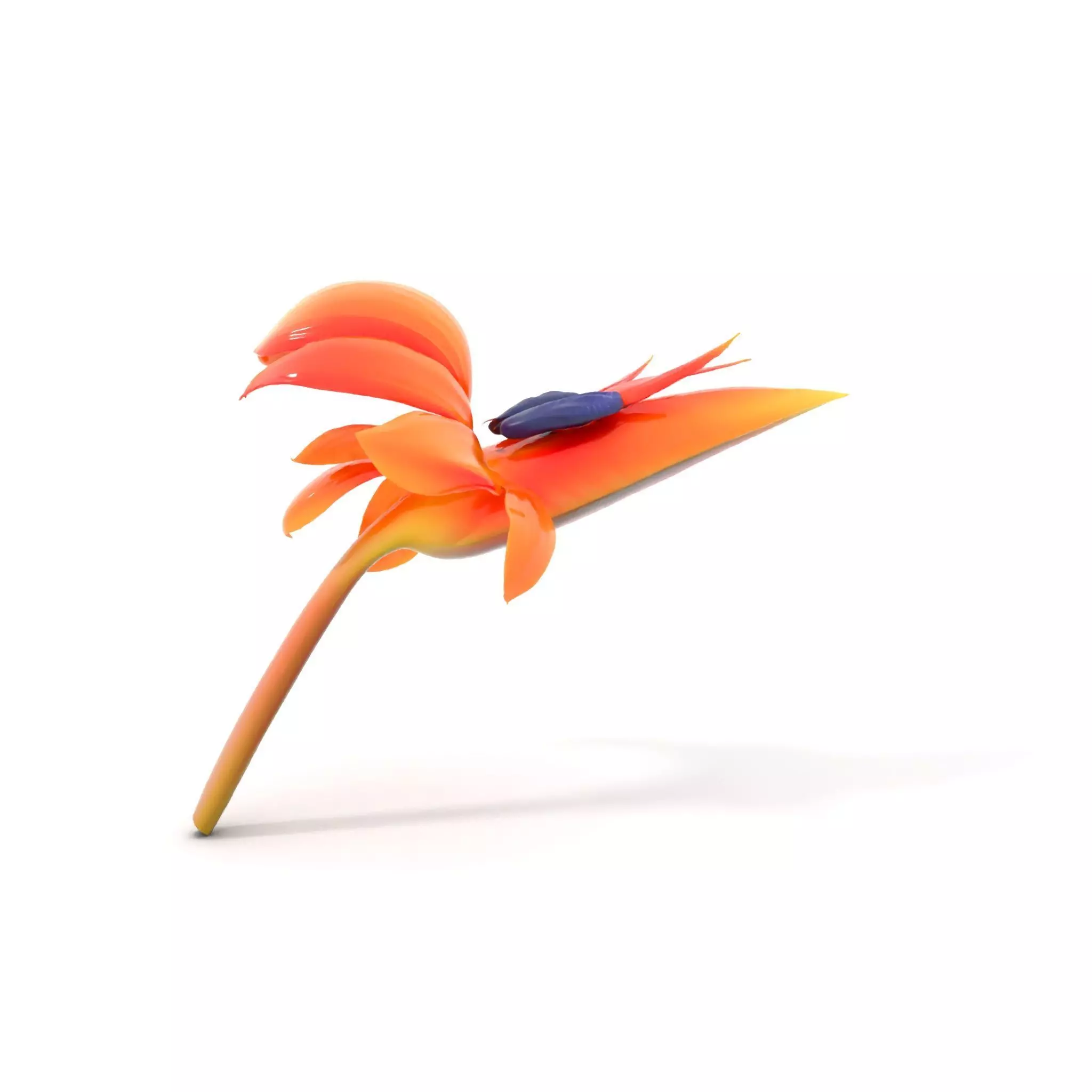 Vibrant Bird of Paradise model pack Low-poly 3D model_0