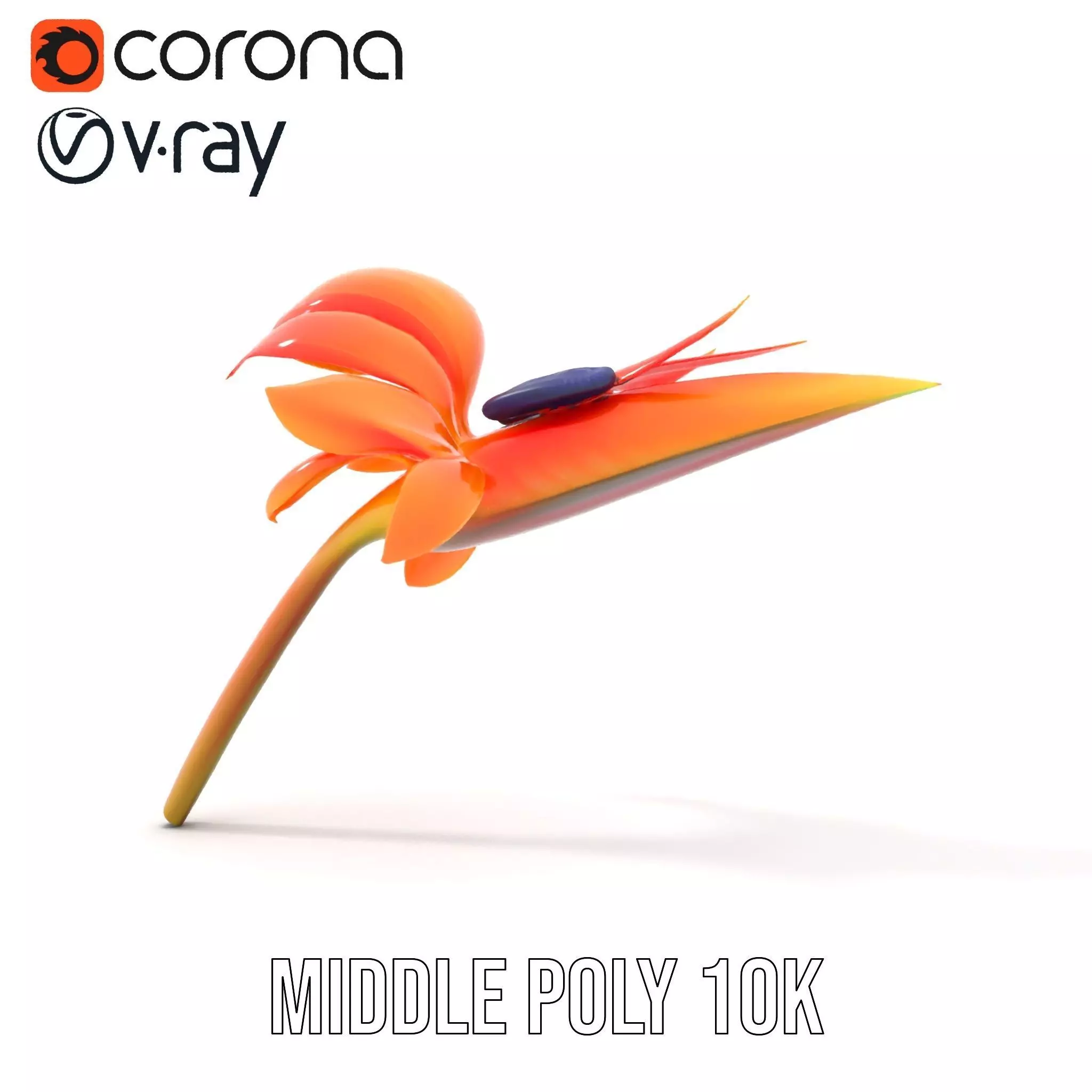 Vibrant Bird of Paradise model pack Low-poly 3D model_12