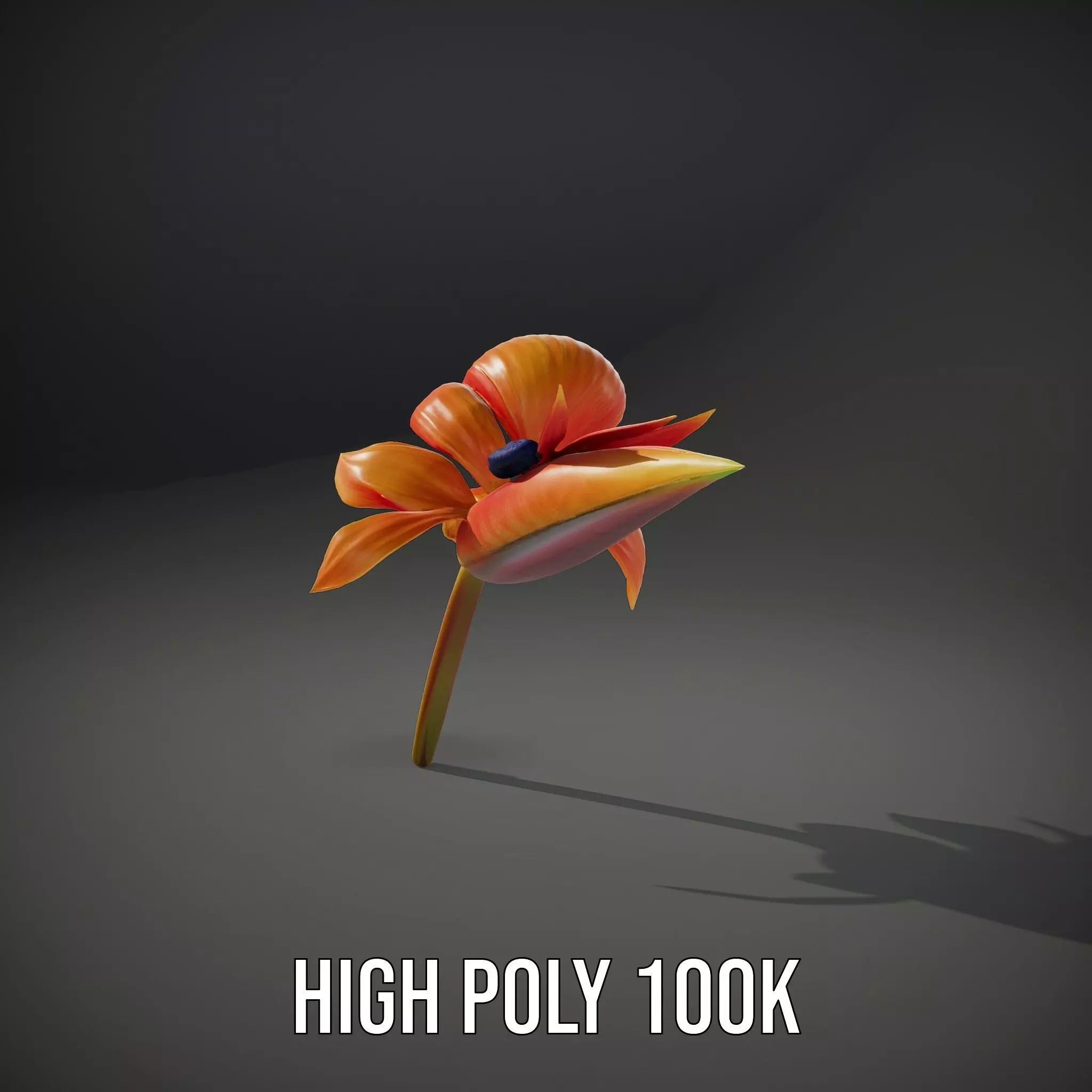 Vibrant Bird of Paradise model pack Low-poly 3D model_11