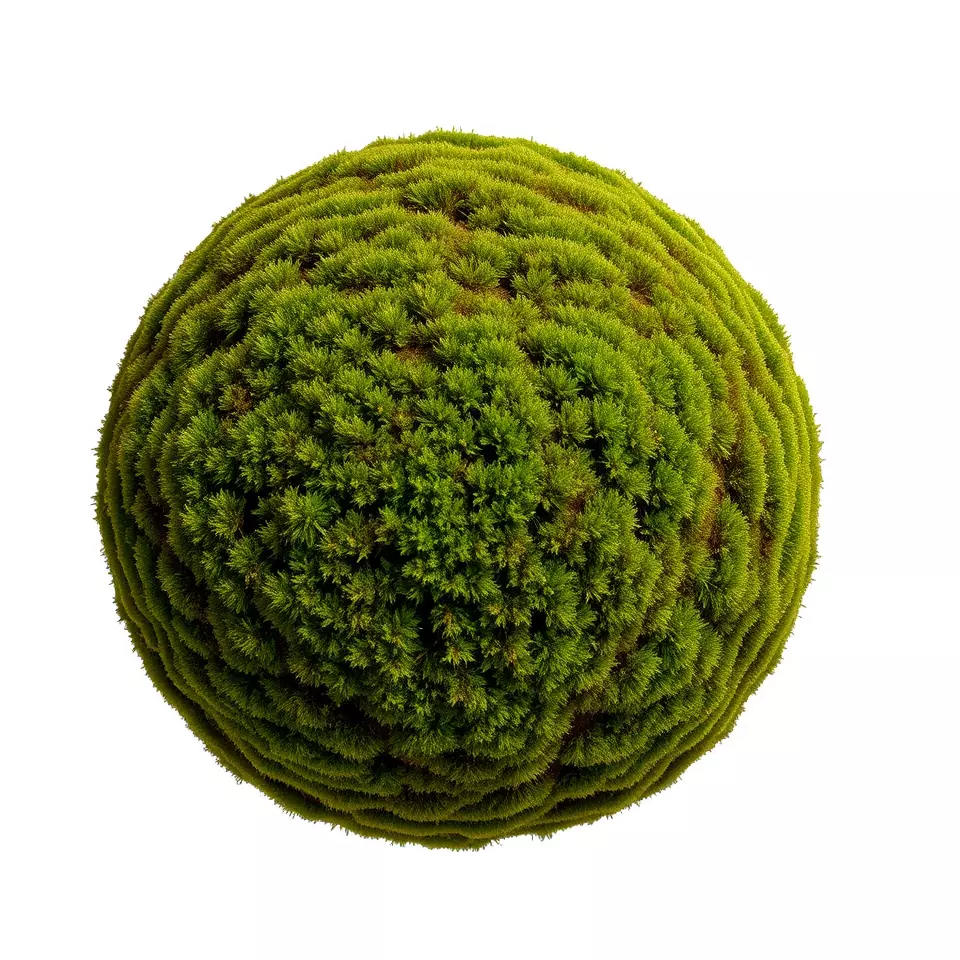 HQ PBR Textures Set Moss Lush Surface Texture_1