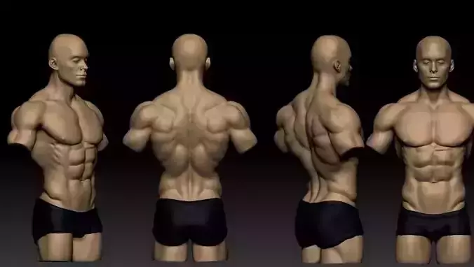 torso masculino  3D model