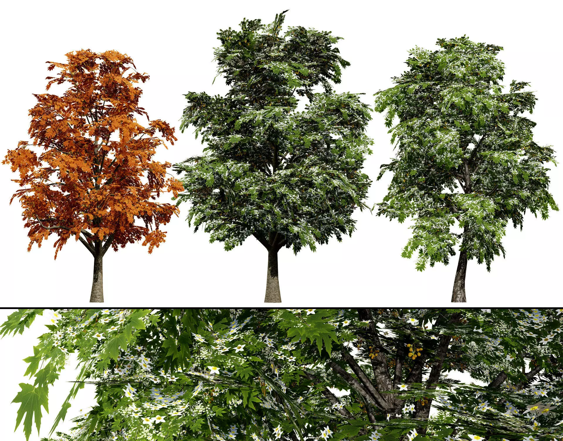 British Sycamore Tree 3D Model Low-poly 3D model_0