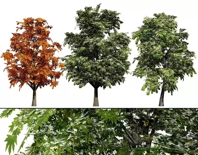 British Sycamore Tree 3D Model Low-poly 3D model