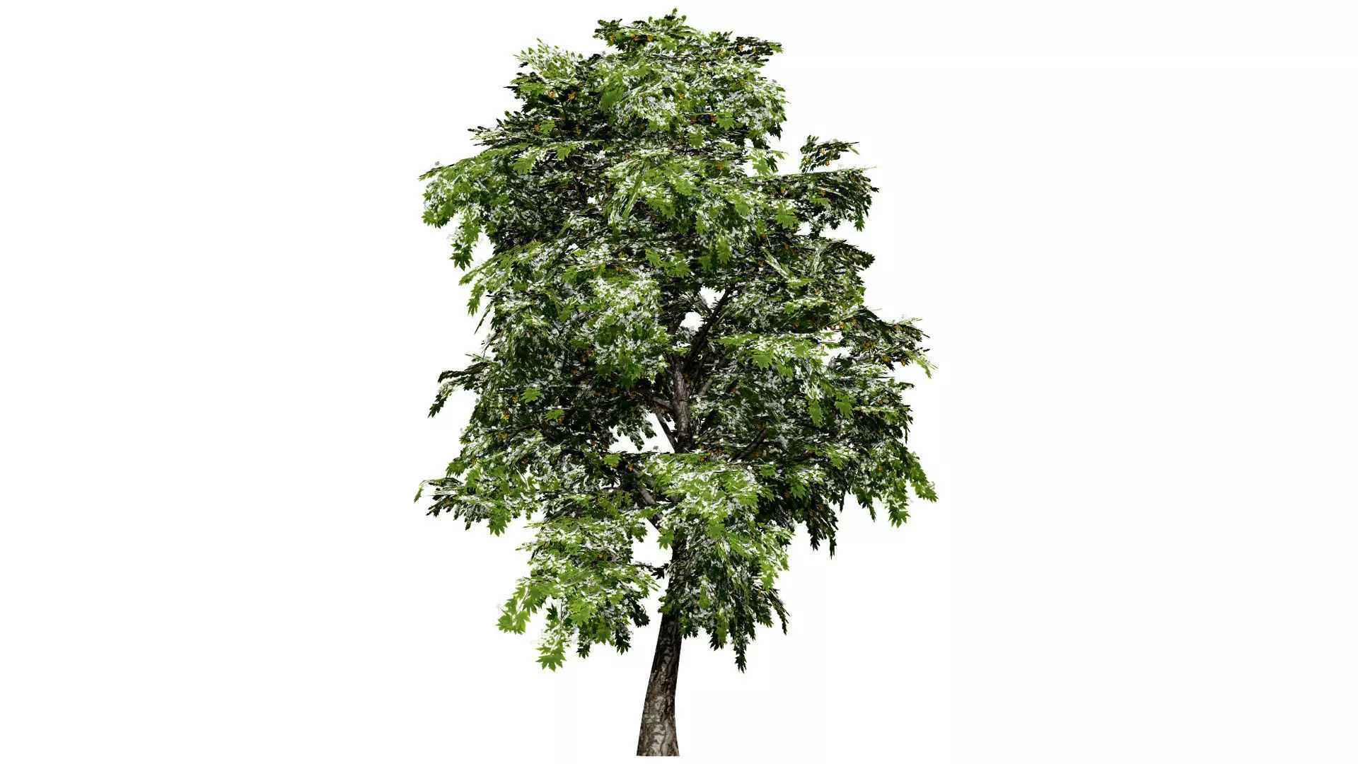 British Sycamore Tree 3D Model Low-poly 3D model_6