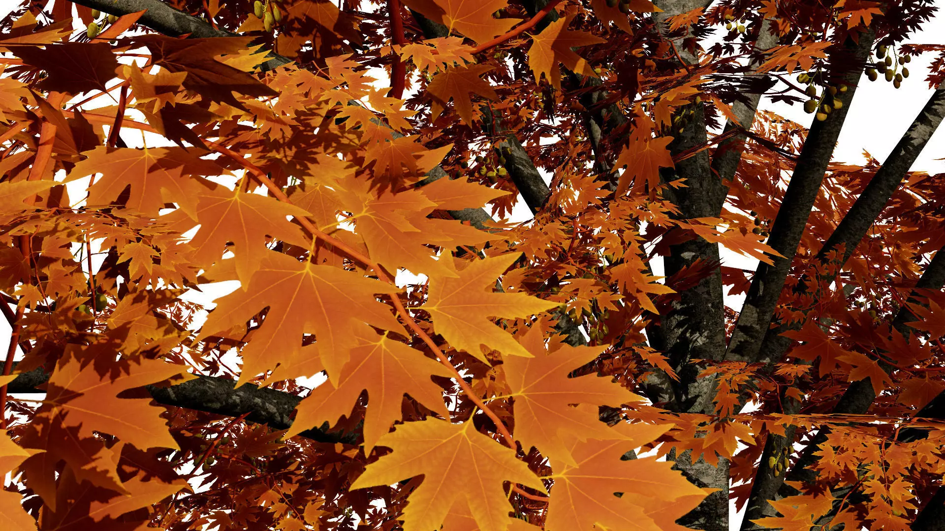 British Sycamore Tree 3D Model Low-poly 3D model_5