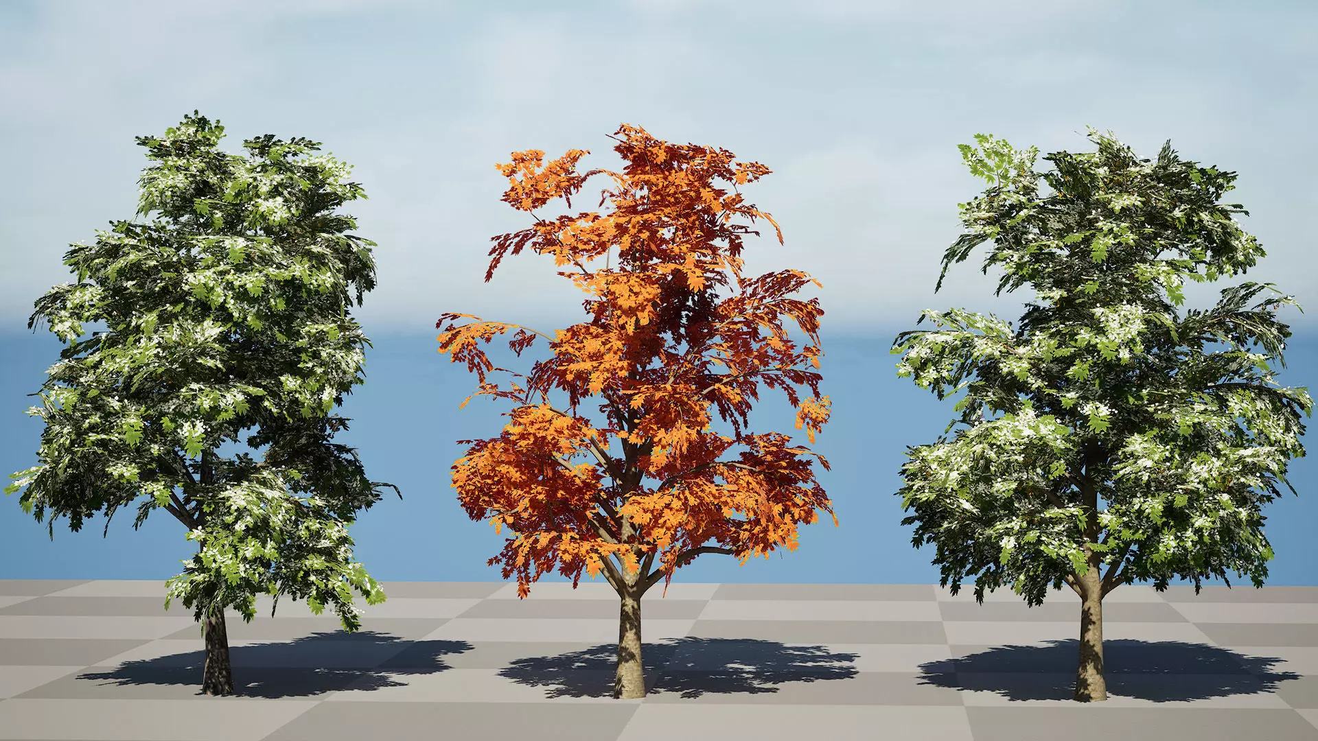 British Sycamore Tree 3D Model Low-poly 3D model_8