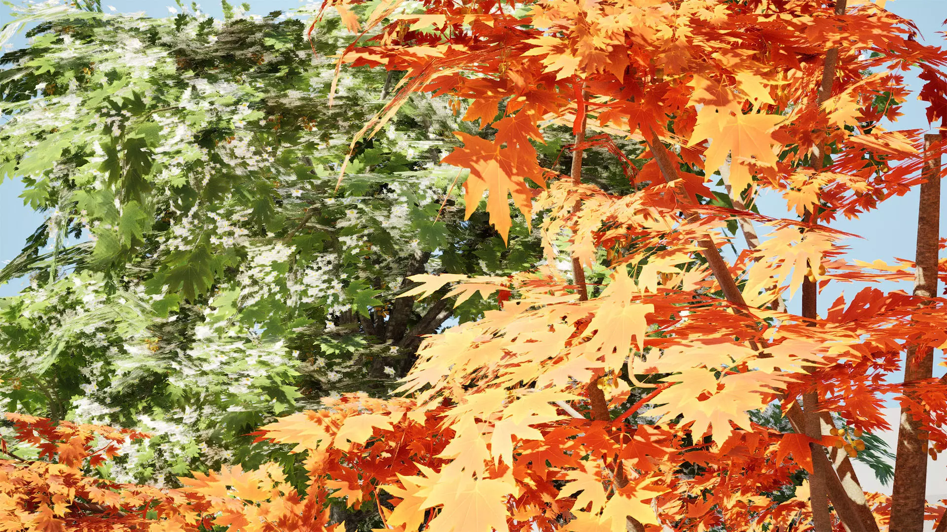 British Sycamore Tree 3D Model Low-poly 3D model_9