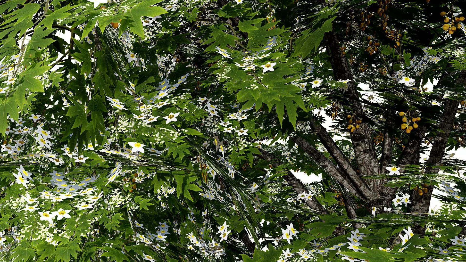 British Sycamore Tree 3D Model Low-poly 3D model_7