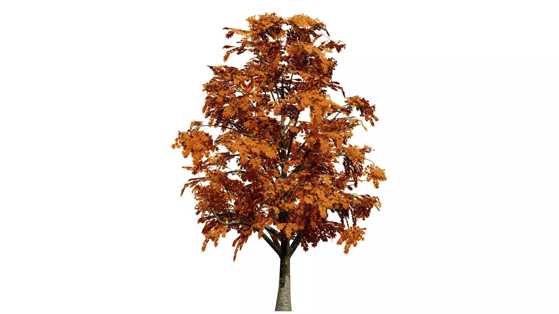 British Sycamore Tree 3D Model Low-poly 3D model_4