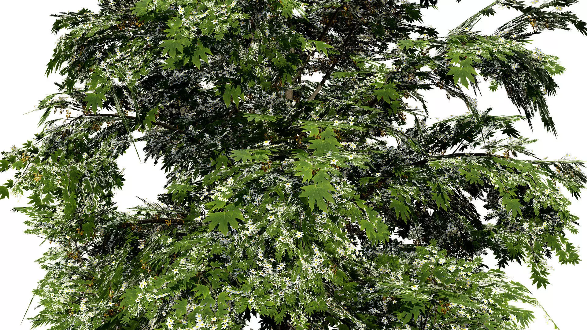 British Sycamore Tree 3D Model Low-poly 3D model_3