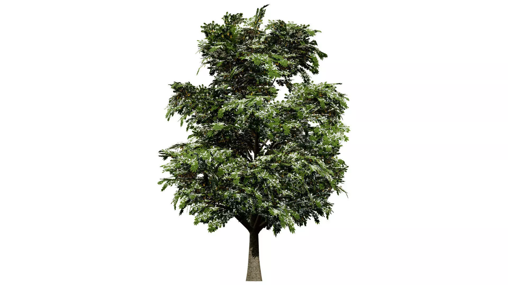 British Sycamore Tree 3D Model Low-poly 3D model_2