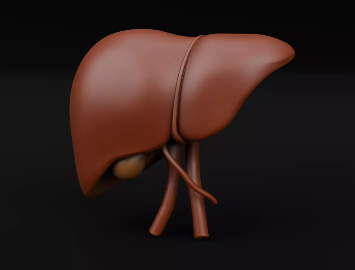 Human Liver 3D Model for 3D Printing Anatomical Organ 3D print model_0