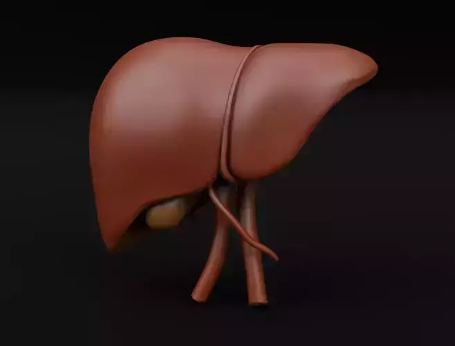 Human Liver 3D Model for 3D Printing Anatomical Organ