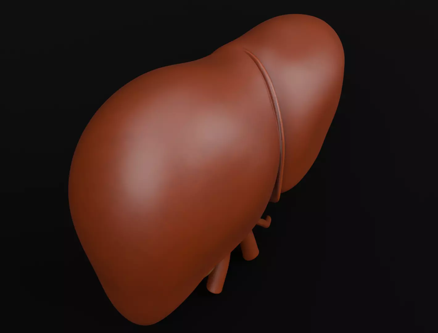 Human Liver 3D Model for 3D Printing Anatomical Organ 3D print model_7