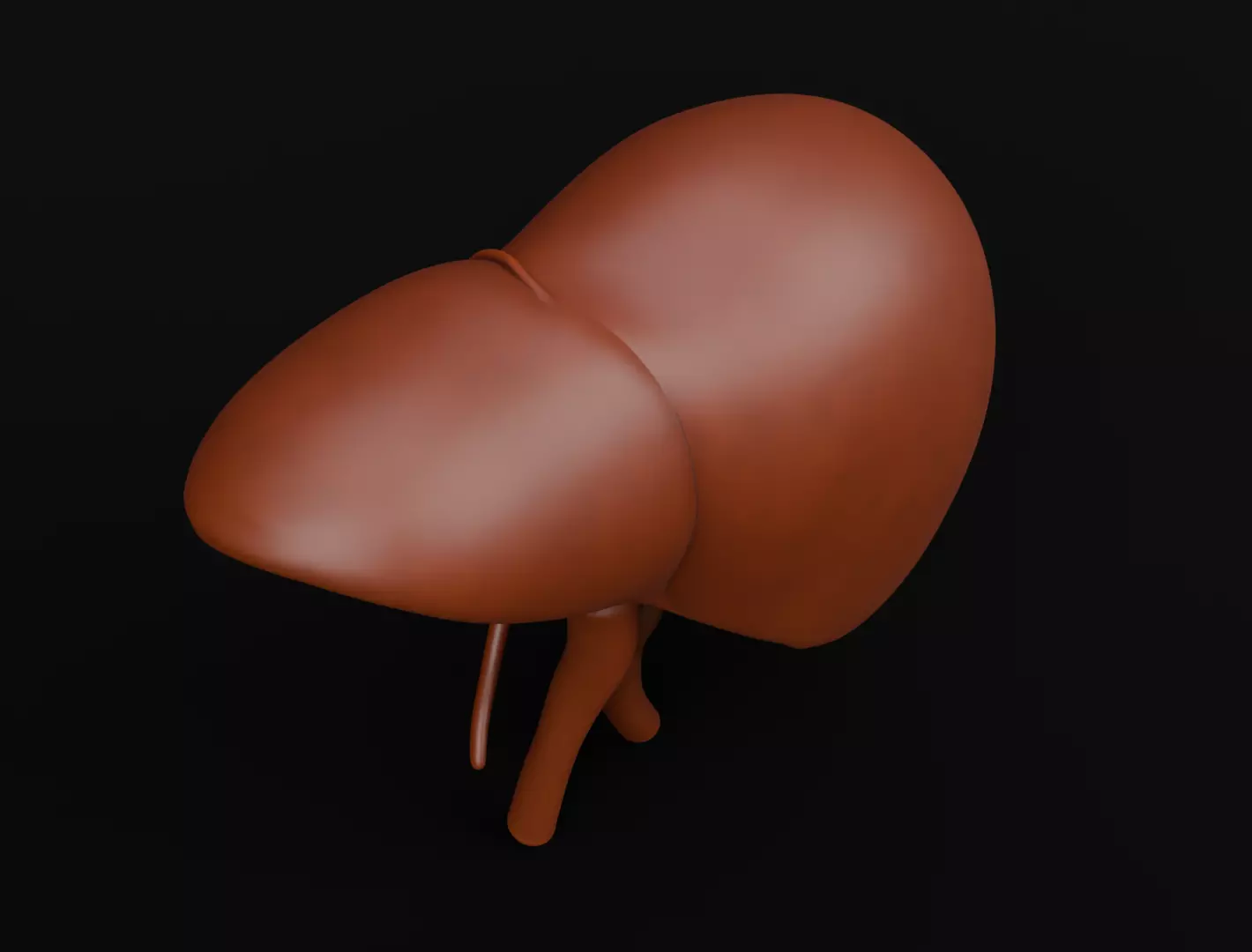Human Liver 3D Model for 3D Printing Anatomical Organ 3D print model_9