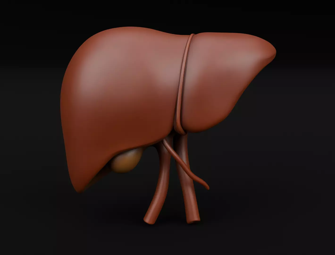 Human Liver 3D Model for 3D Printing Anatomical Organ 3D print model_1