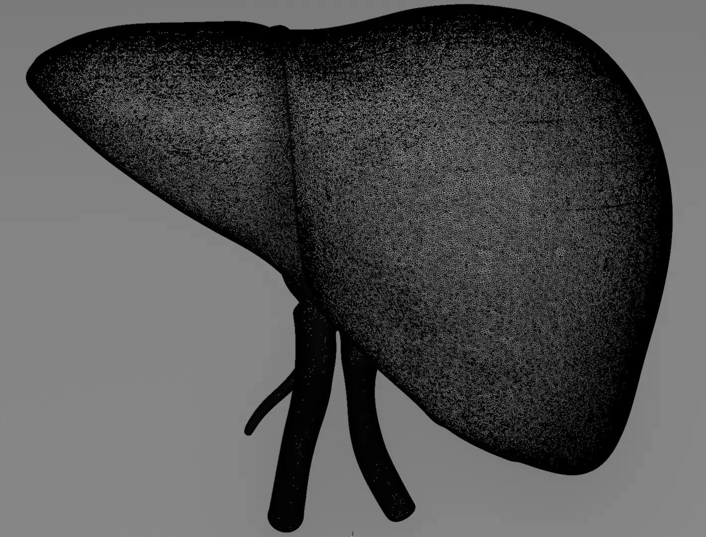 Human Liver 3D Model for 3D Printing Anatomical Organ 3D print model_15