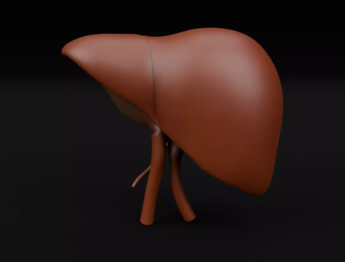 Human Liver 3D Model for 3D Printing Anatomical Organ 3D print model_5