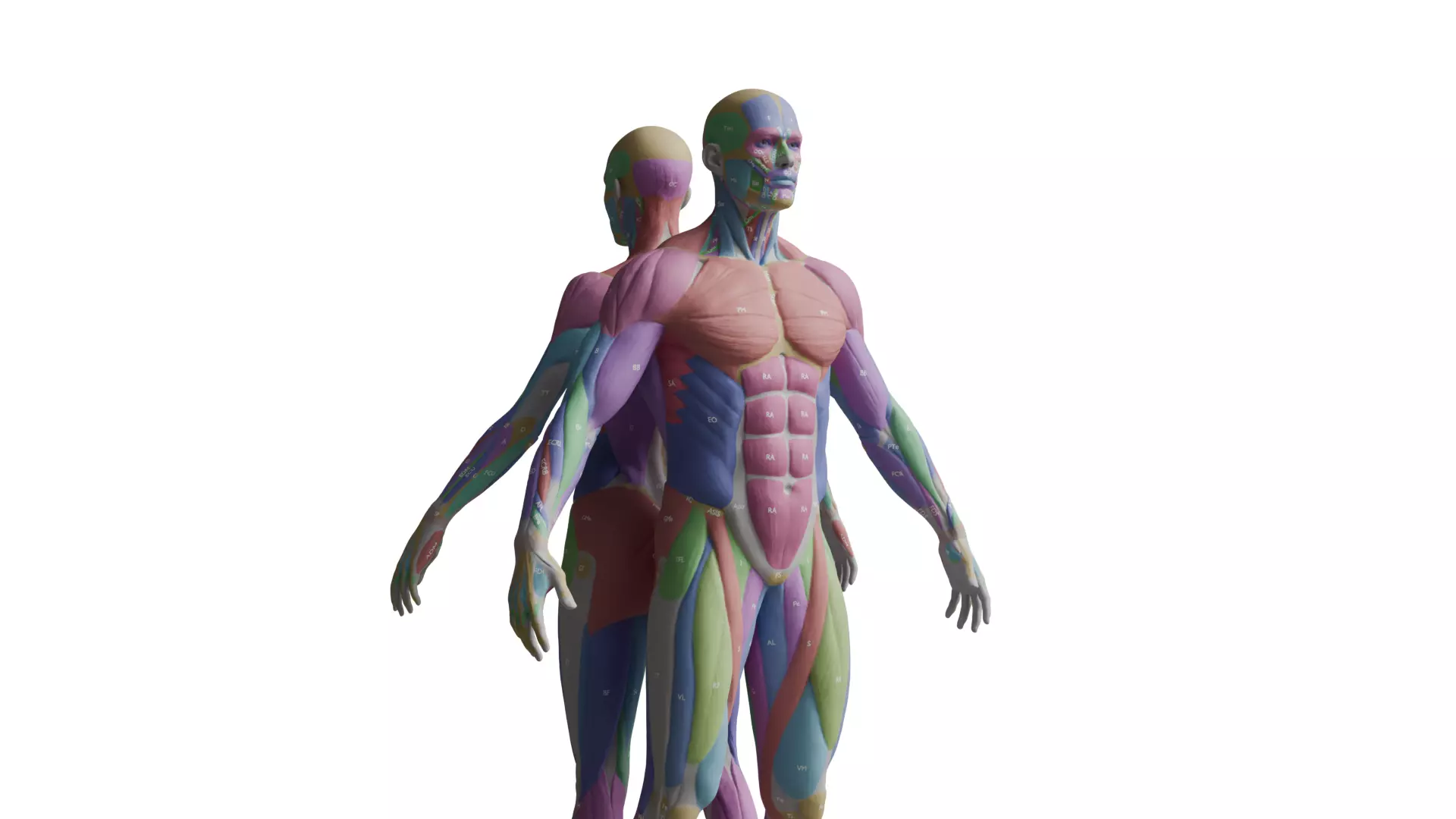Ecorche Musclenames Male Female Anatomy 3D model_2