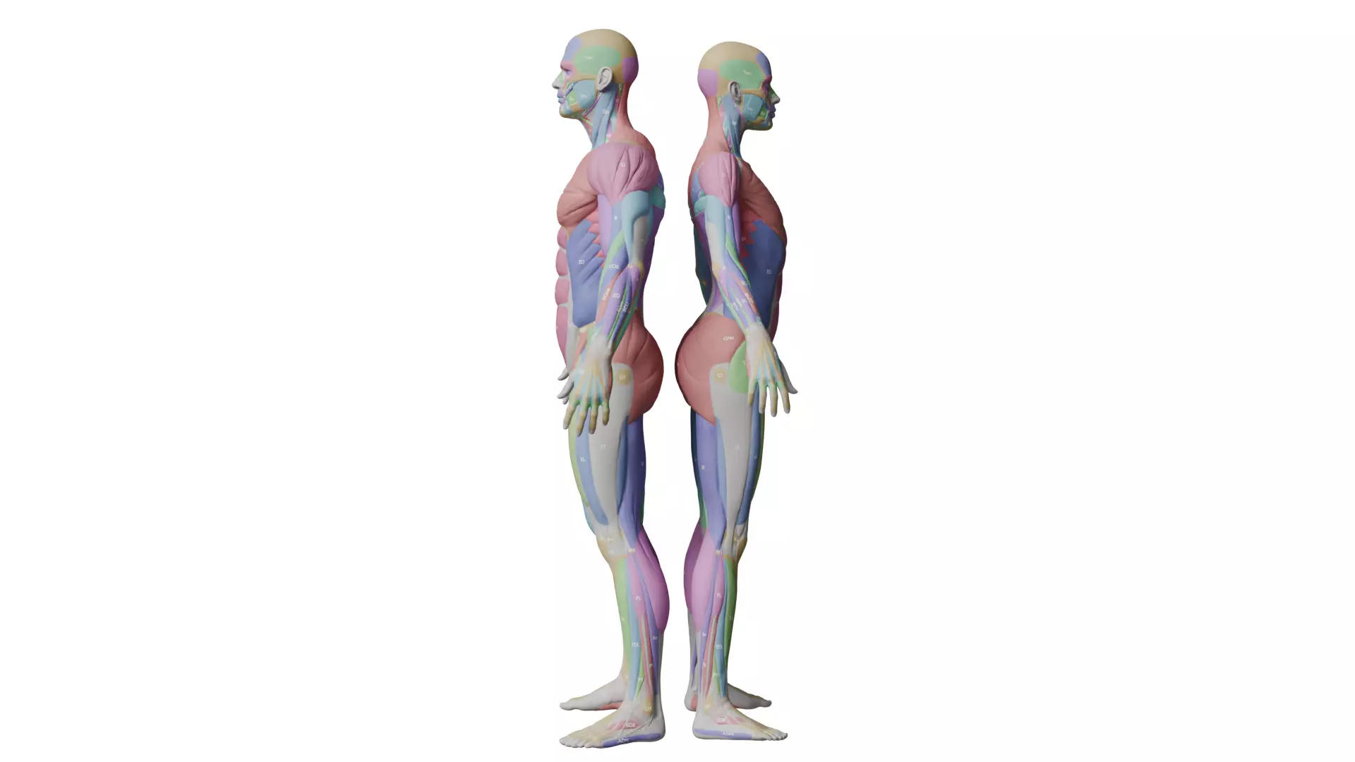 Ecorche Musclenames Male Female Anatomy 3D model_5