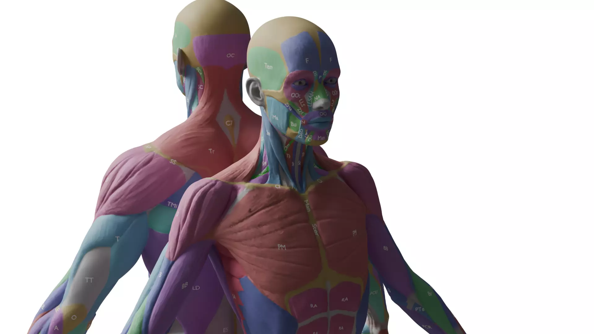 Ecorche Musclenames Male Female Anatomy 3D model_7