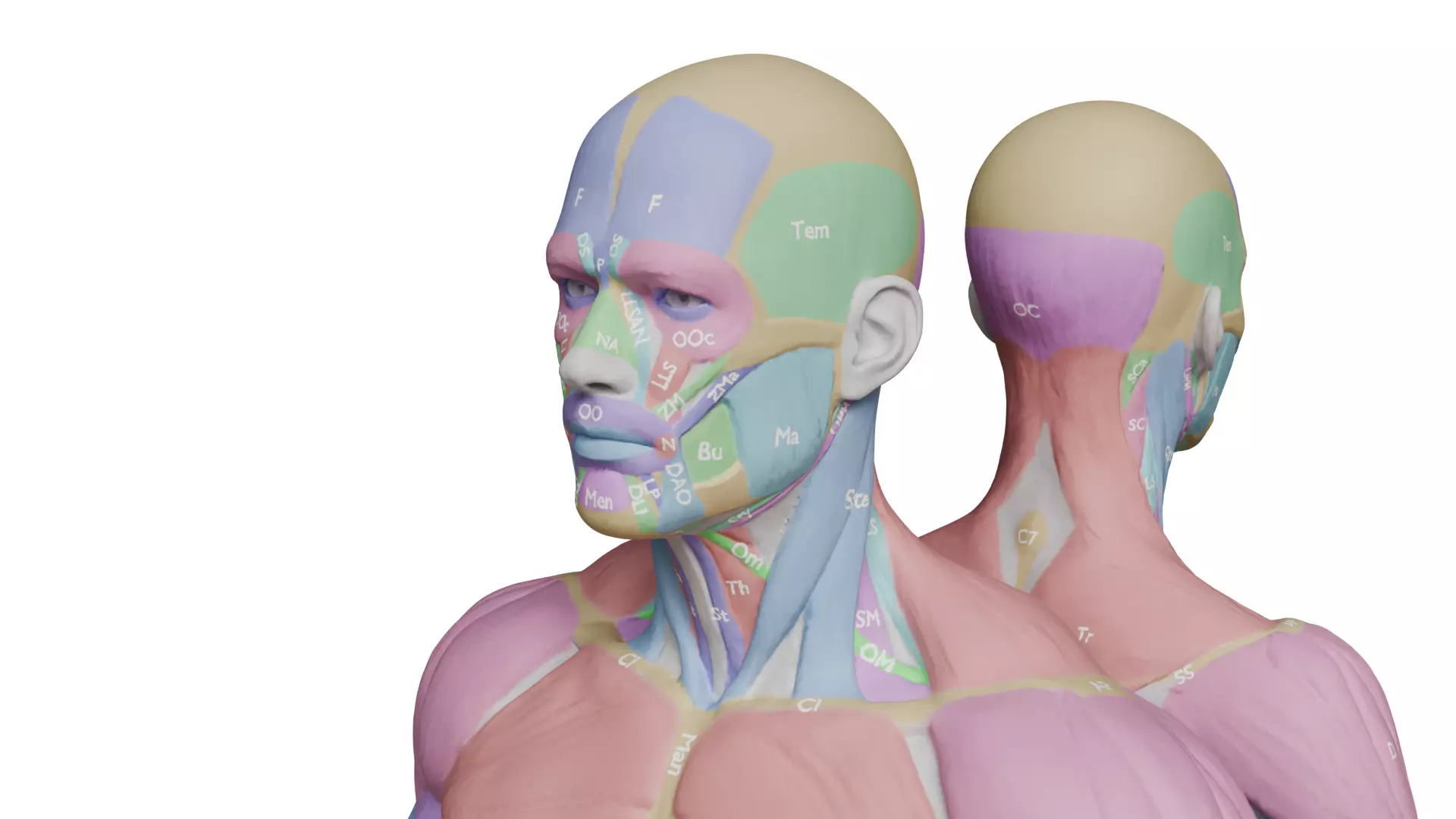 Ecorche Musclenames Male Female Anatomy 3D model_3