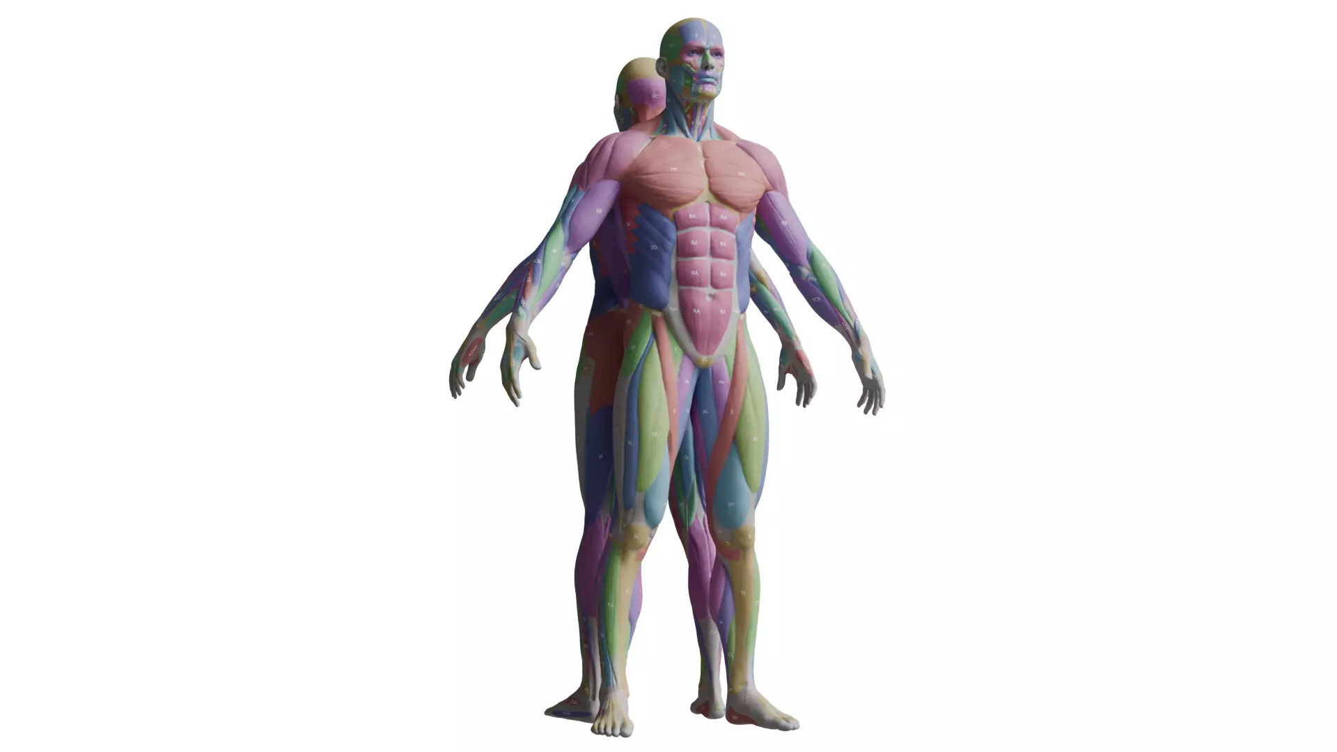Ecorche Musclenames Male Female Anatomy 3D model_0