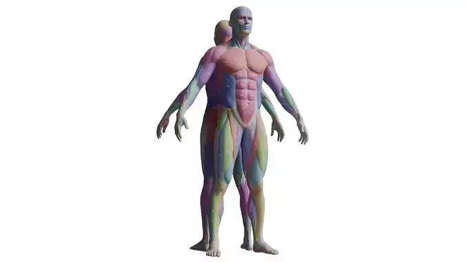 Ecorche Musclenames Male Female Anatomy 3D model Ecorche Musclenames Male Female Anatomy 3D model