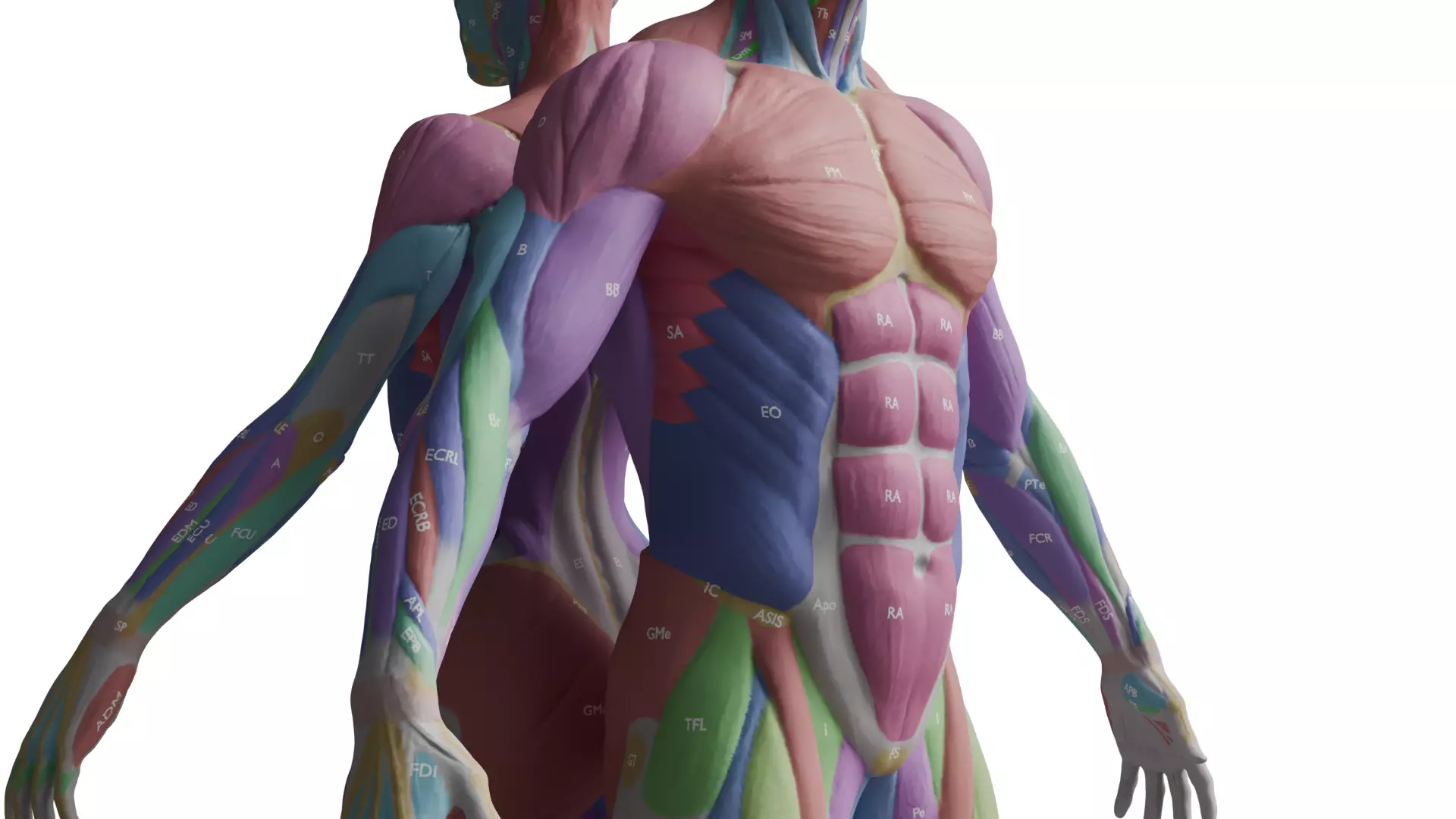 Ecorche Musclenames Male Female Anatomy 3D model_1