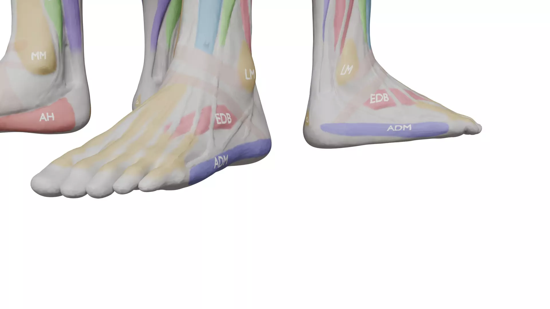 Ecorche Musclenames Male Female Anatomy 3D model_8