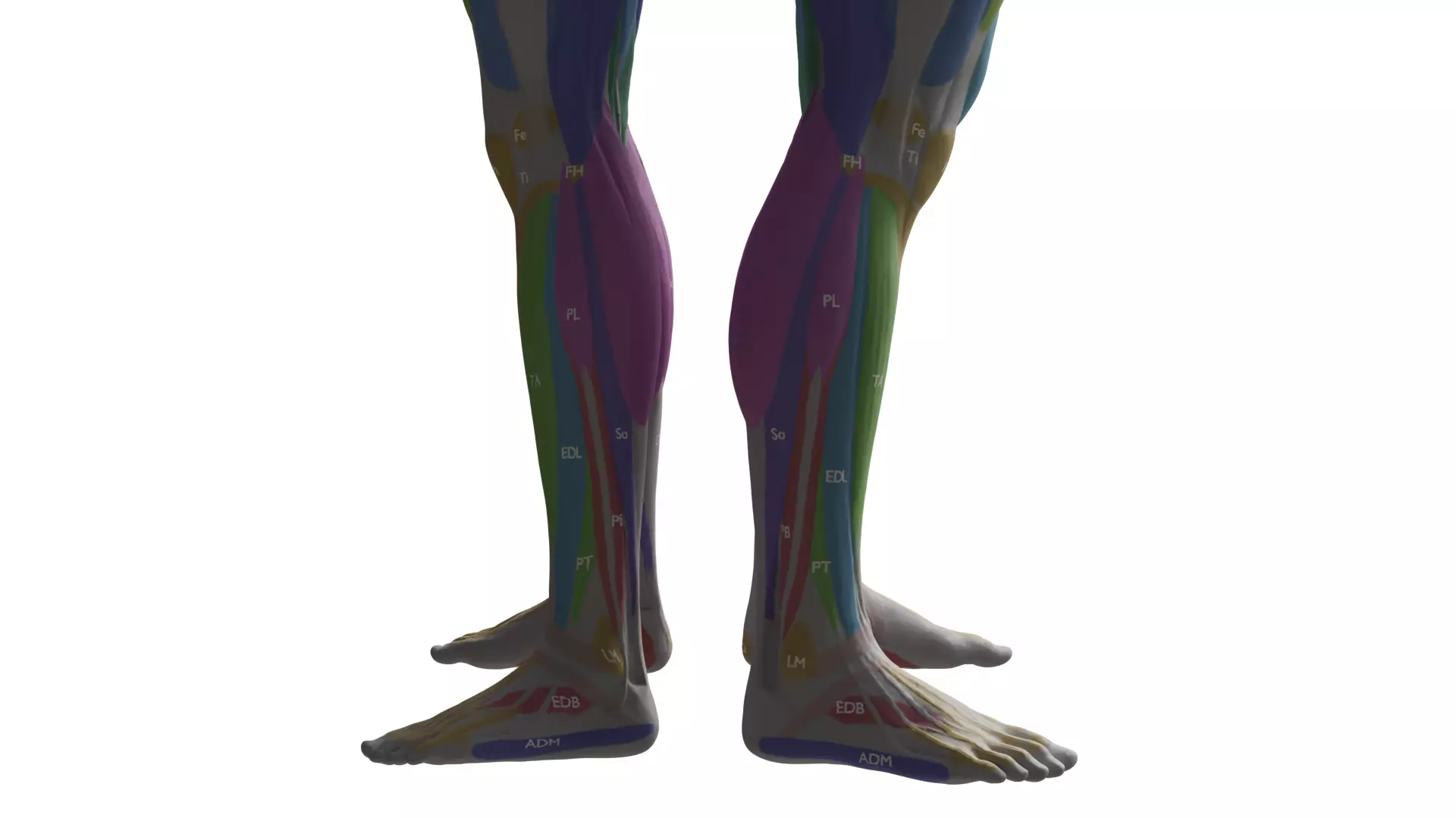 Ecorche Musclenames Male Female Anatomy 3D model_9