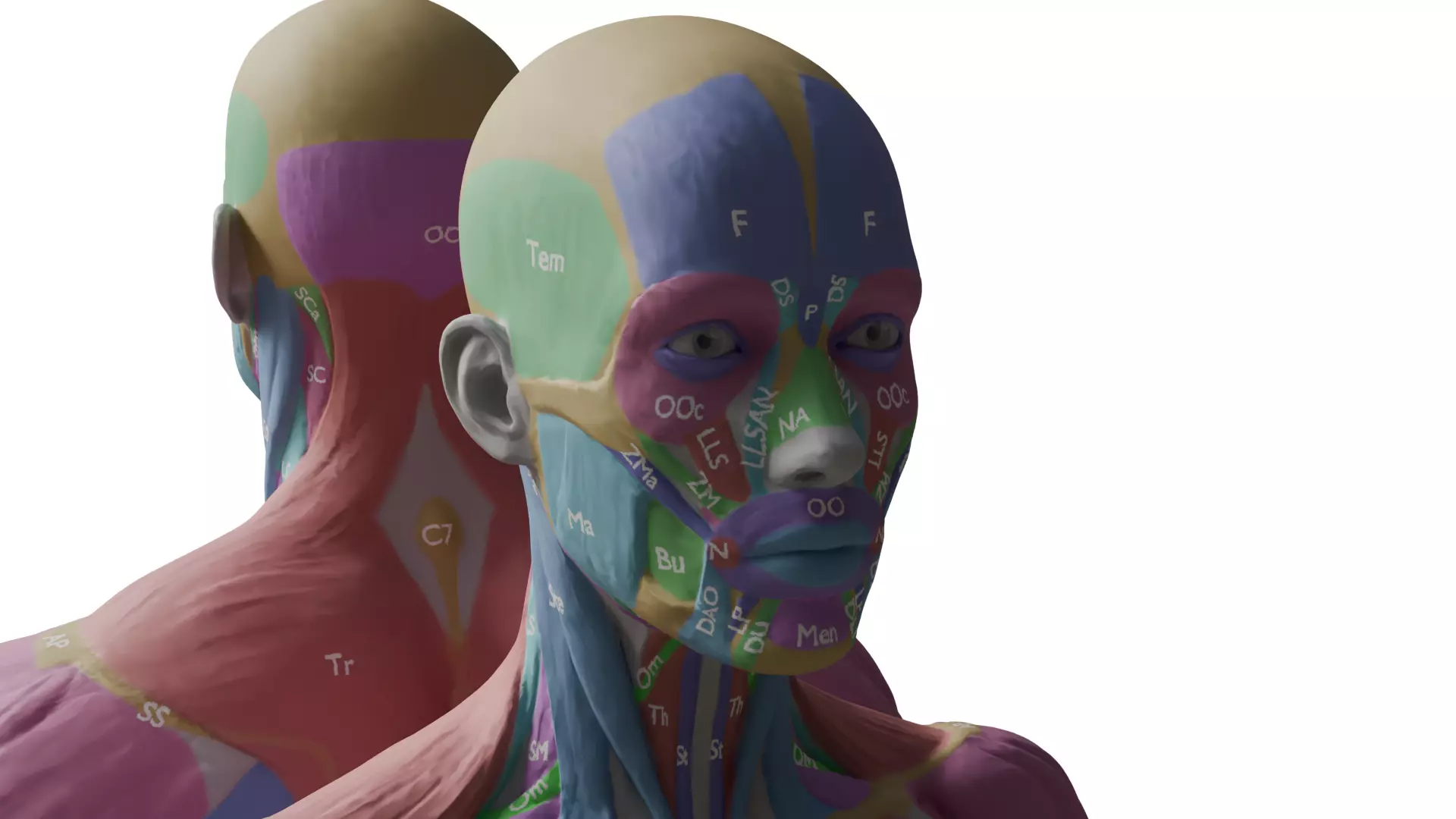 Ecorche Musclenames Male Female Anatomy 3D model_4