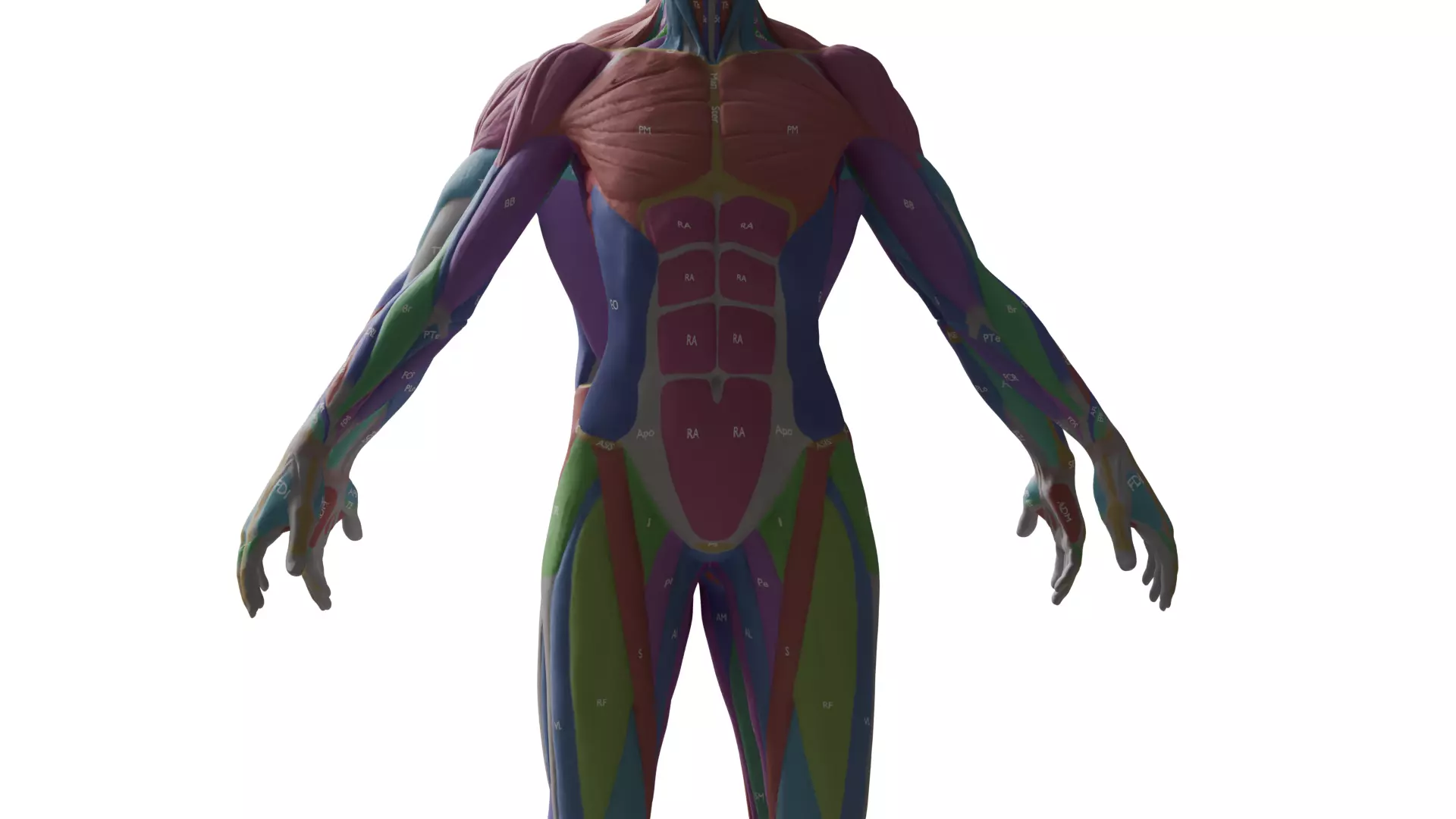 Ecorche Musclenames Male Female Anatomy 3D model_6