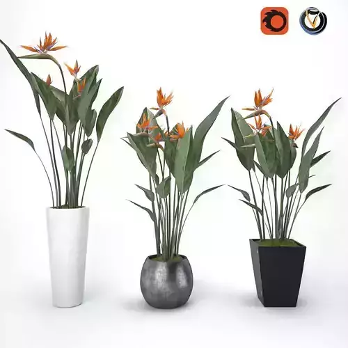 Strelitzia three birds of paradise in vase 3D model