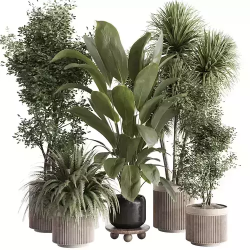 indoor plant Set 149 3D model