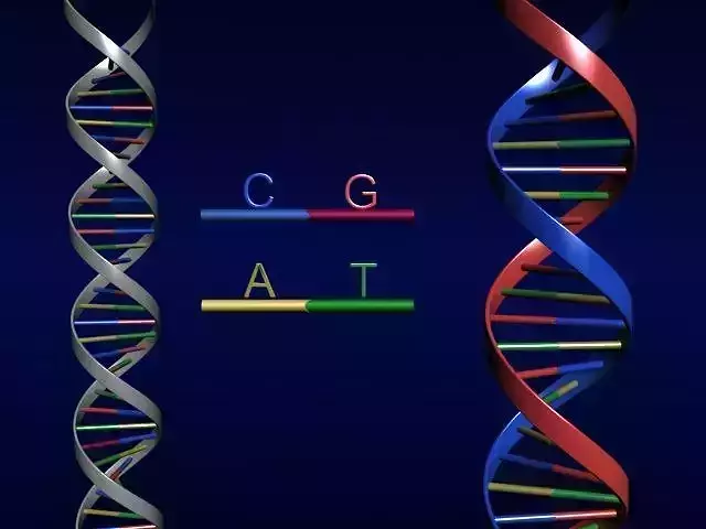 DNA Strand 3D model