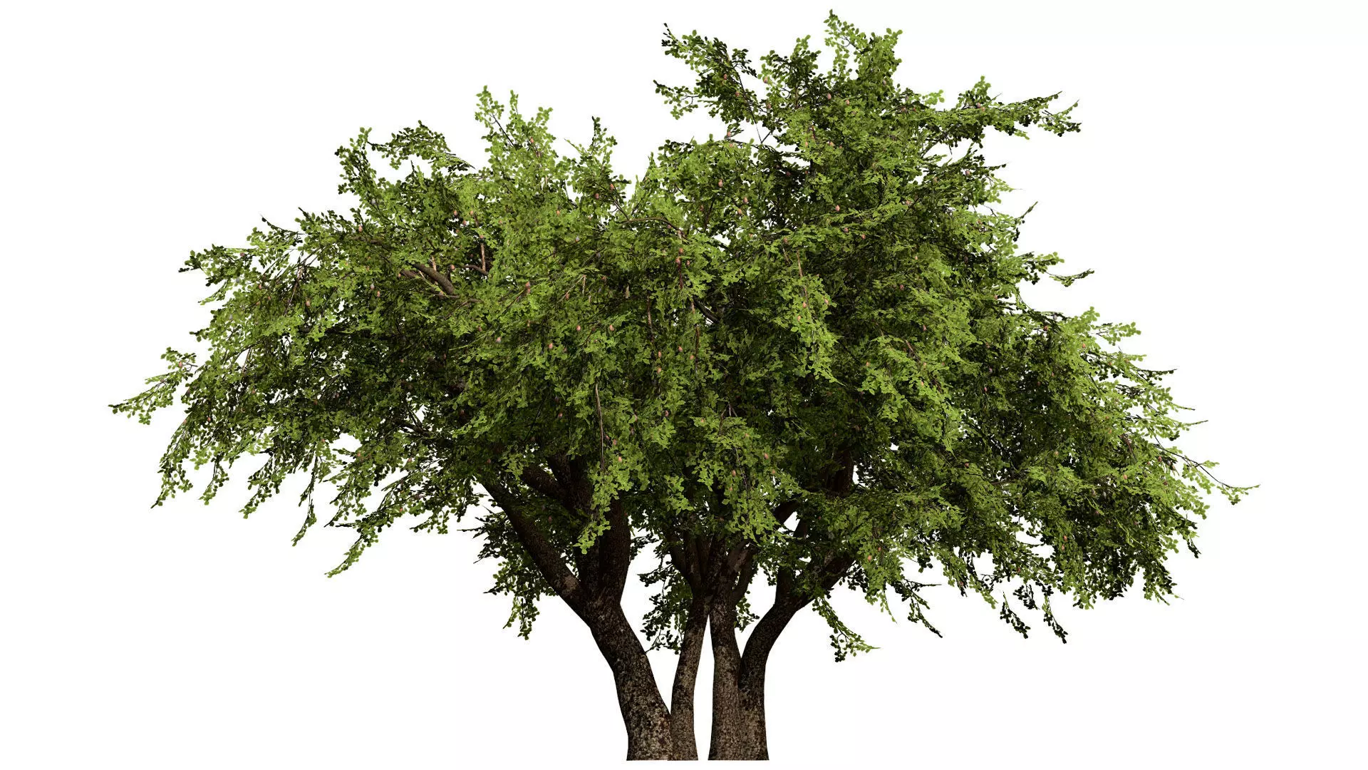 British Plymouth Pear Tree Collection Low-poly 3D model_3