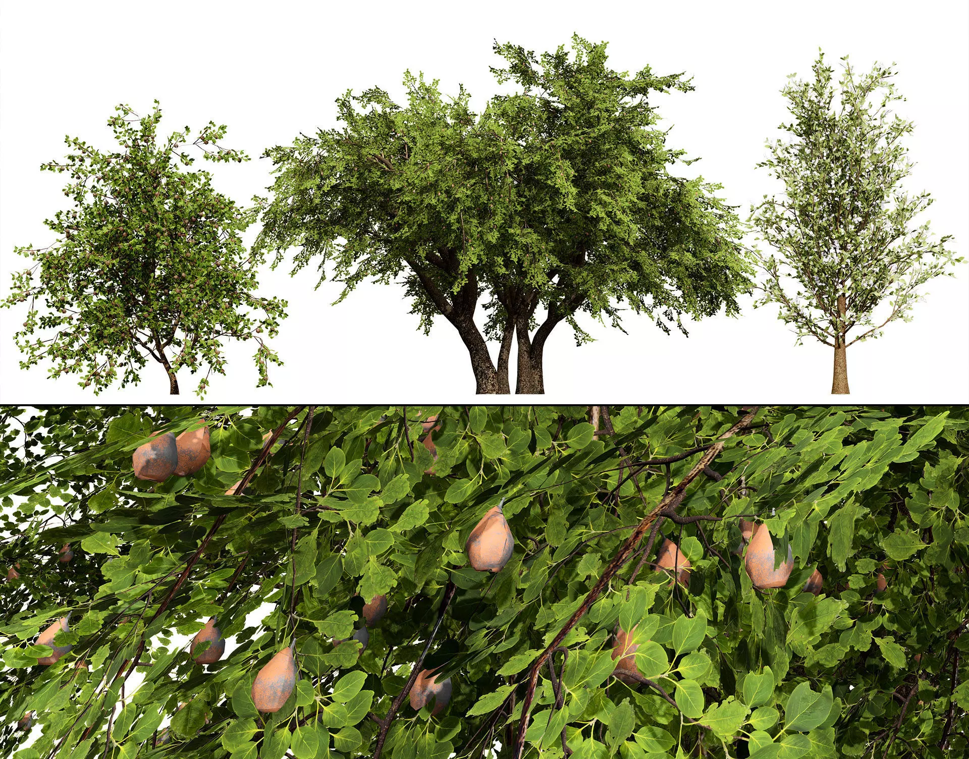 British Plymouth Pear Tree Collection Low-poly 3D model_0