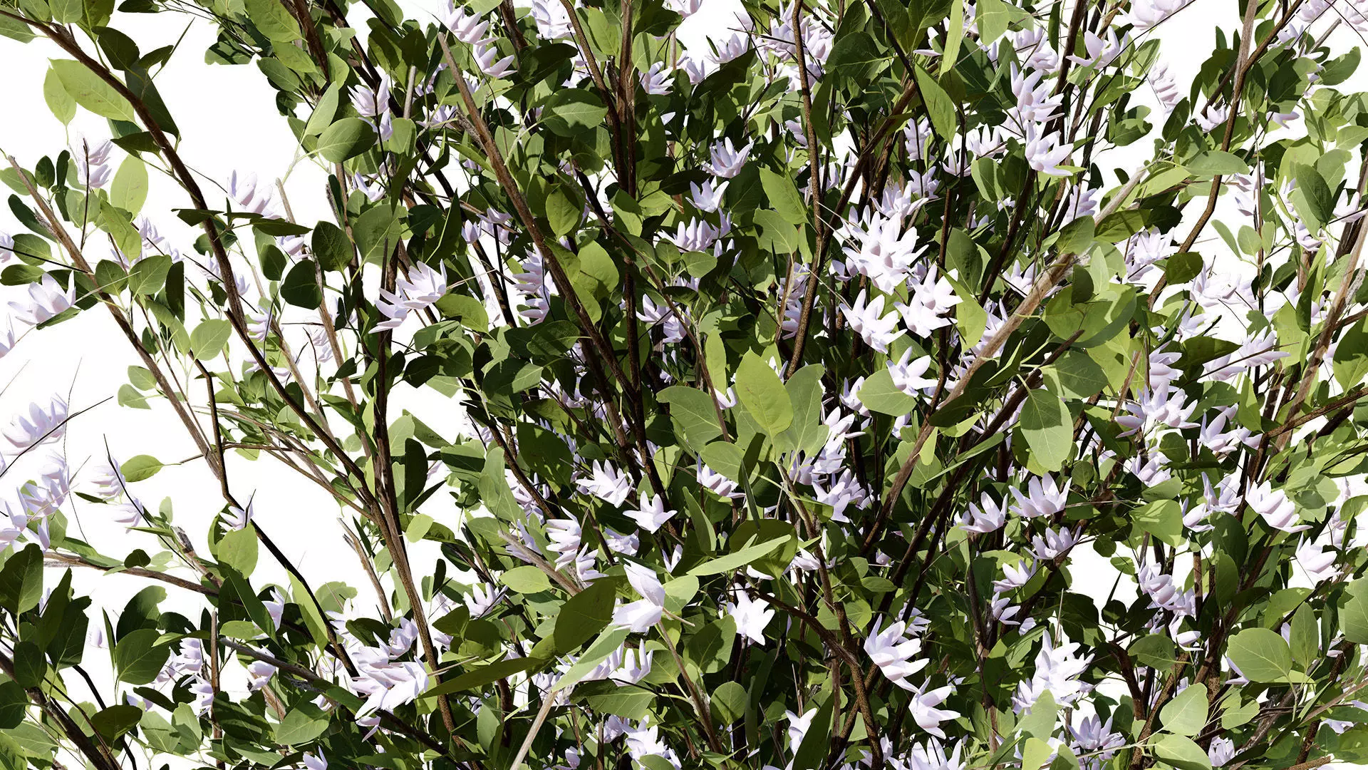 British Plymouth Pear Tree Collection Low-poly 3D model_7