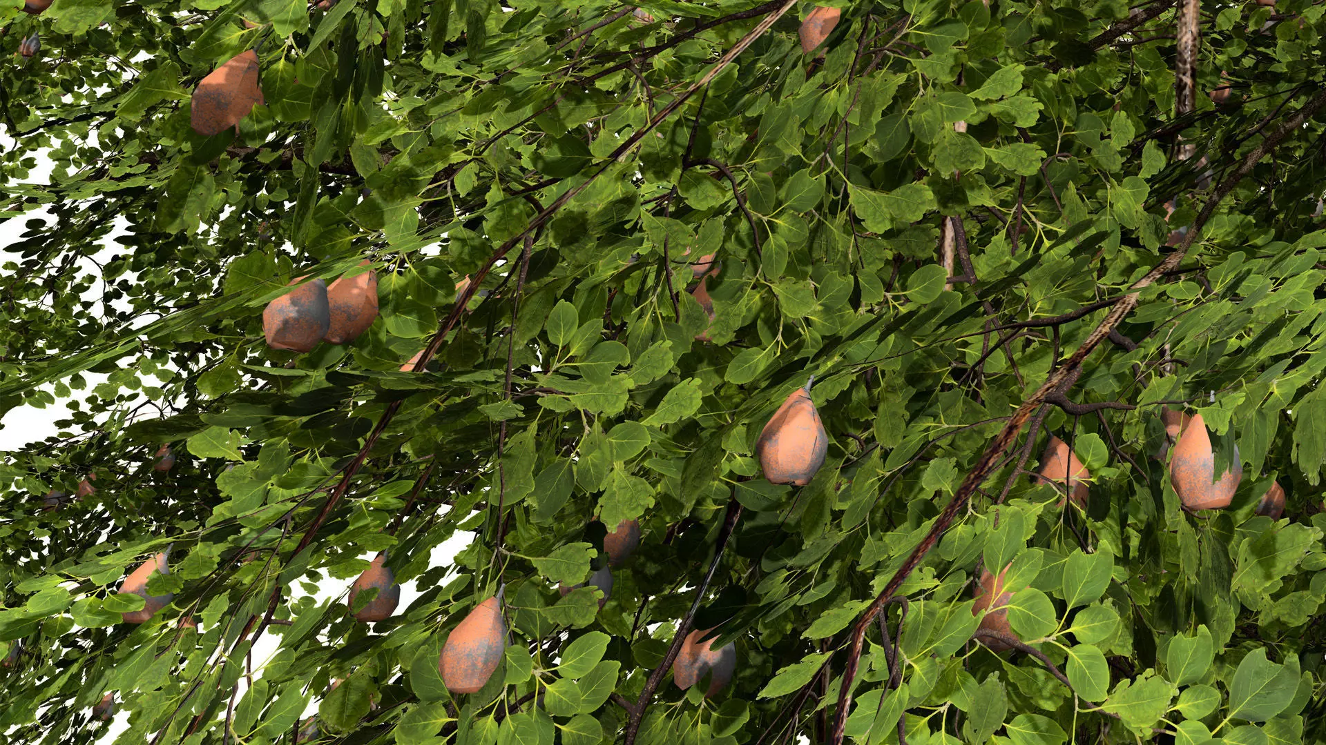 British Plymouth Pear Tree Collection Low-poly 3D model_4