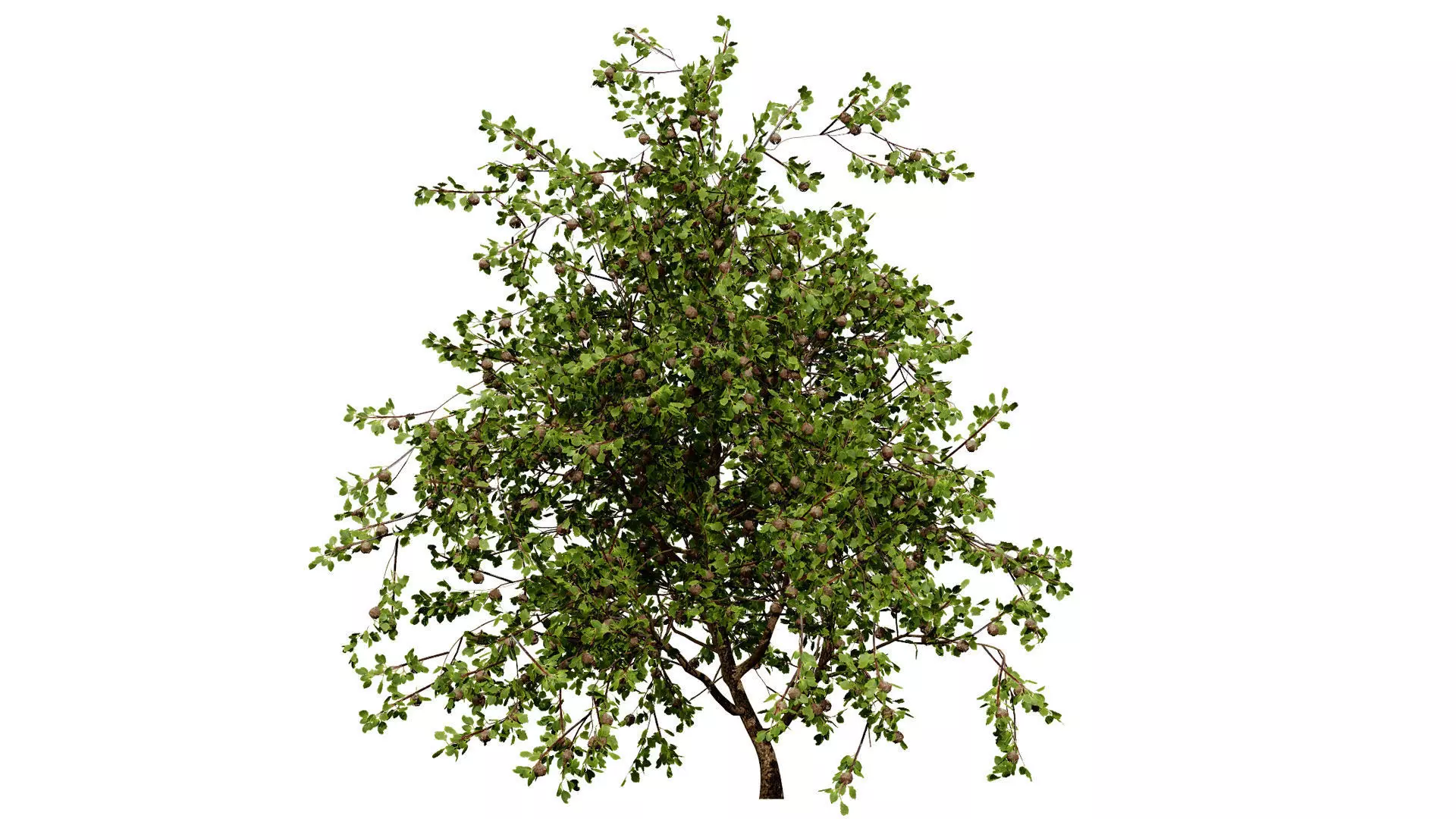 British Plymouth Pear Tree Collection Low-poly 3D model_2