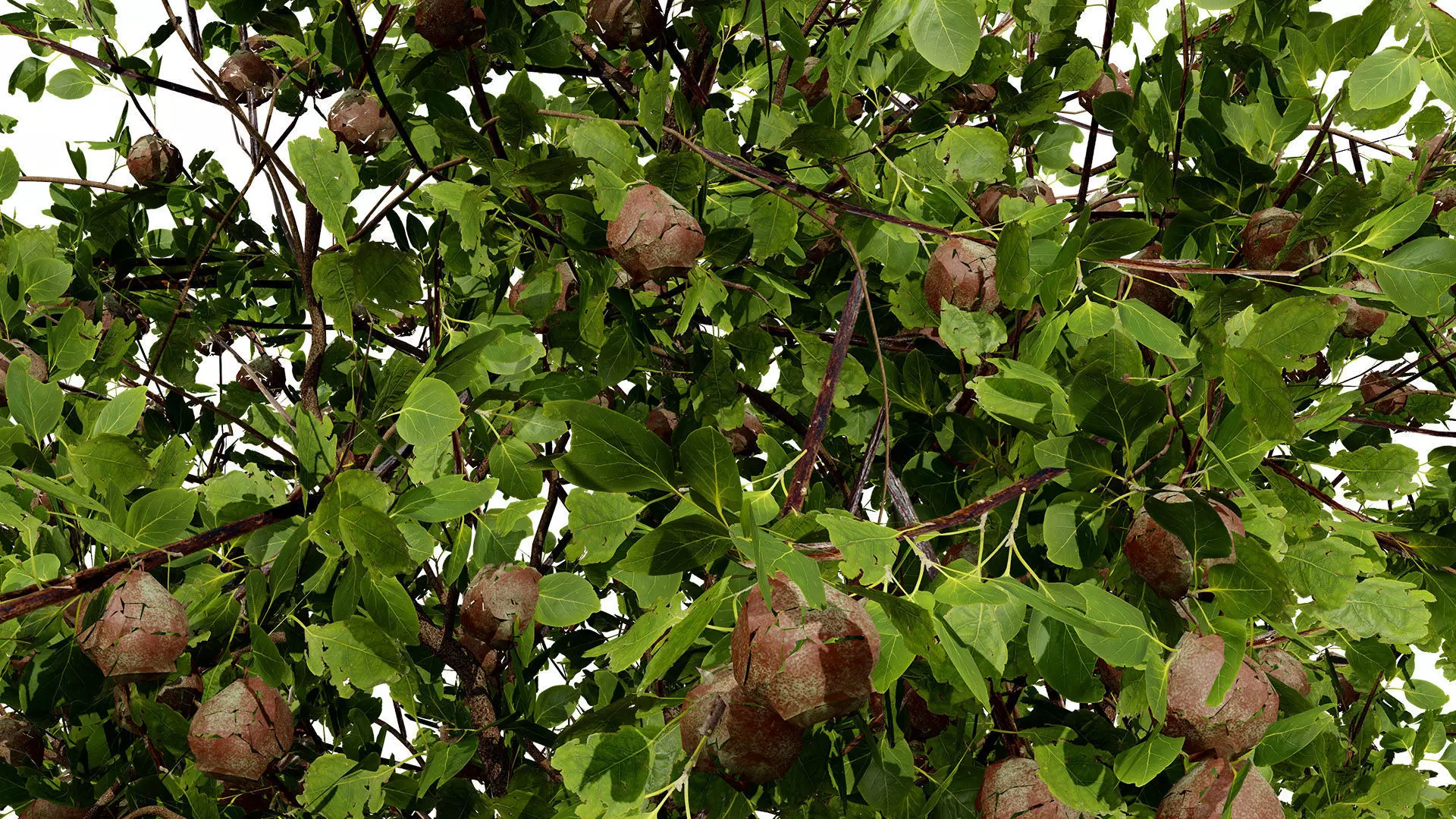 British Plymouth Pear Tree Collection Low-poly 3D model_9